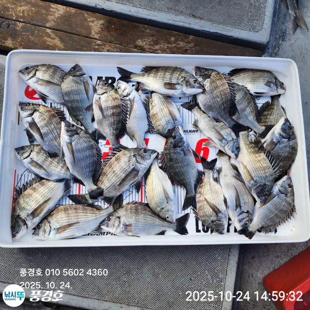 낚시뚜,감성돔,진해 안골항,풍경호,낚시뚜0