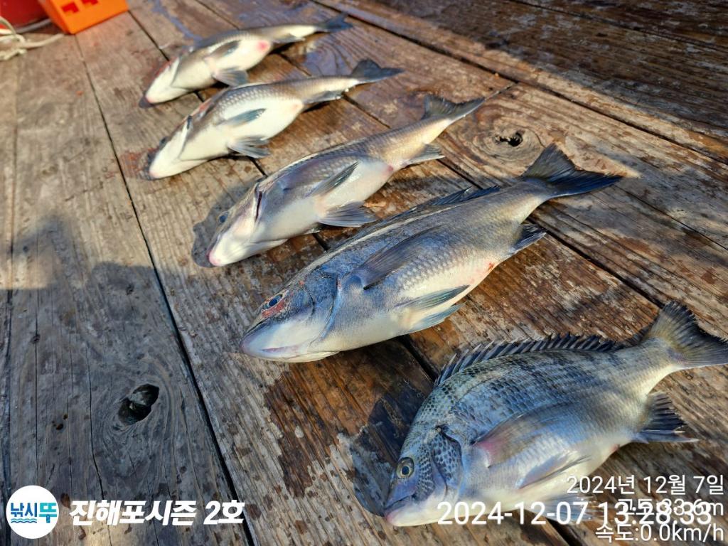 낚시뚜,감성돔,갈치,진해행암항,진해포시즌 2호,낚시뚜2