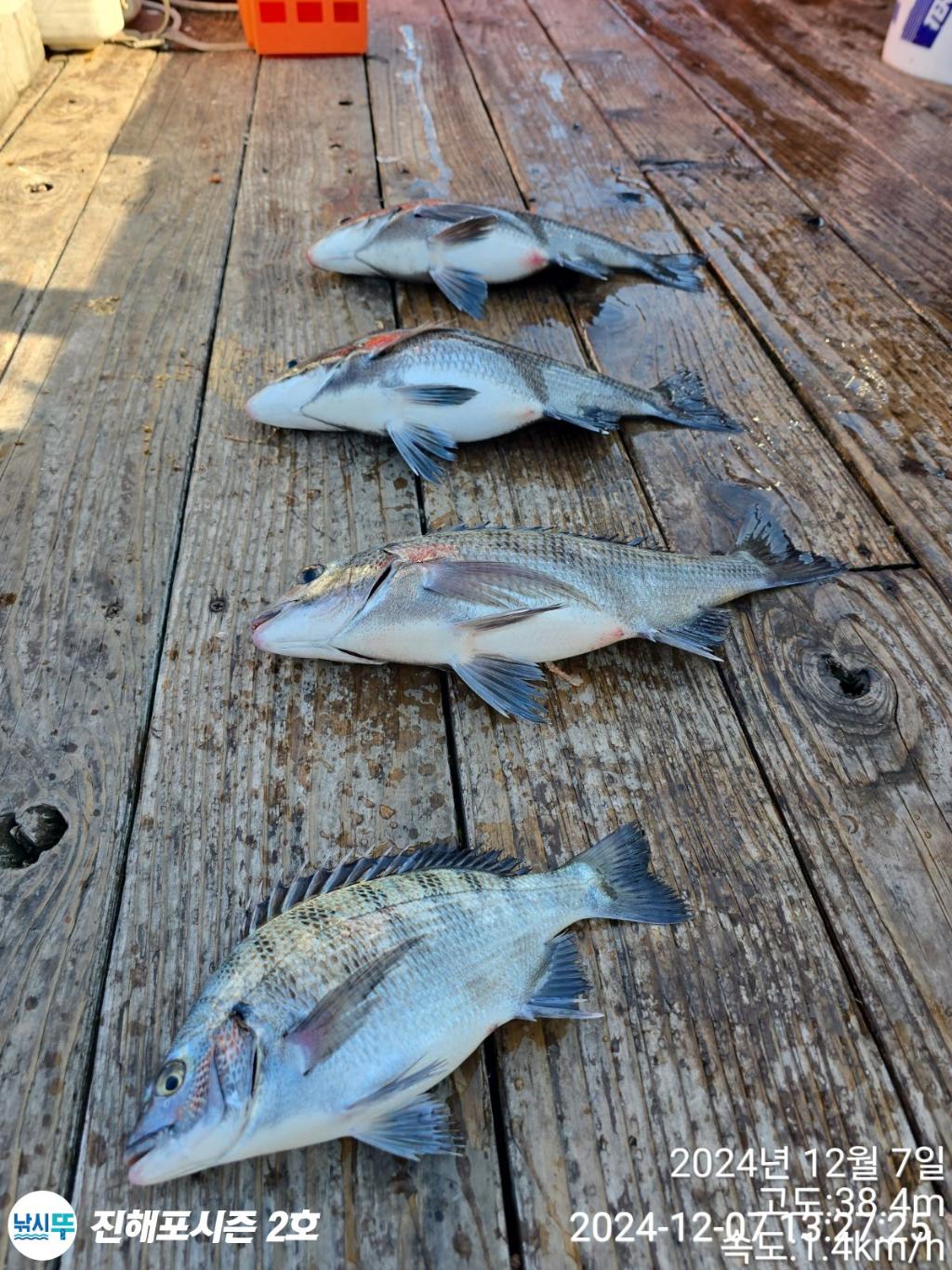 낚시뚜,감성돔,갈치,진해행암항,진해포시즌 2호,낚시뚜1
