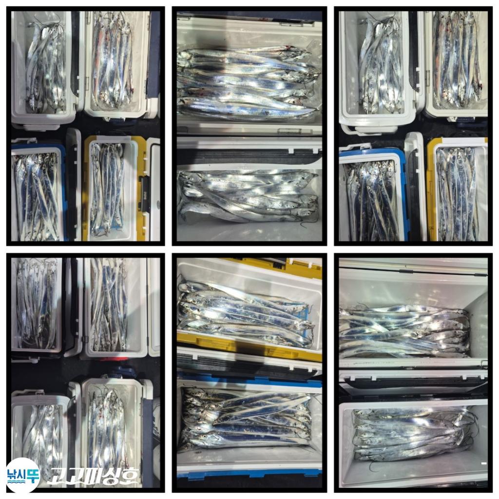 낚시뚜,갈치,속천항(진해),고고피싱호,낚시뚜12