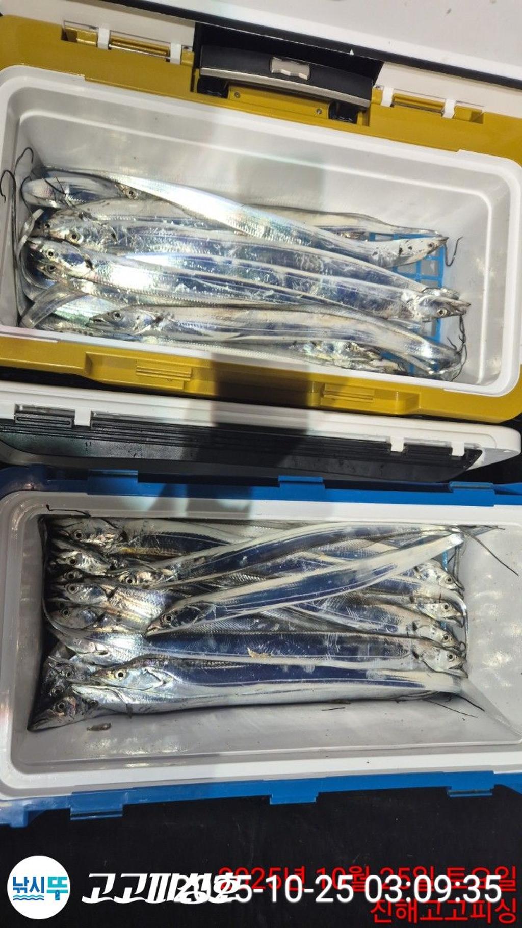 낚시뚜,갈치,속천항(진해),고고피싱호,낚시뚜10