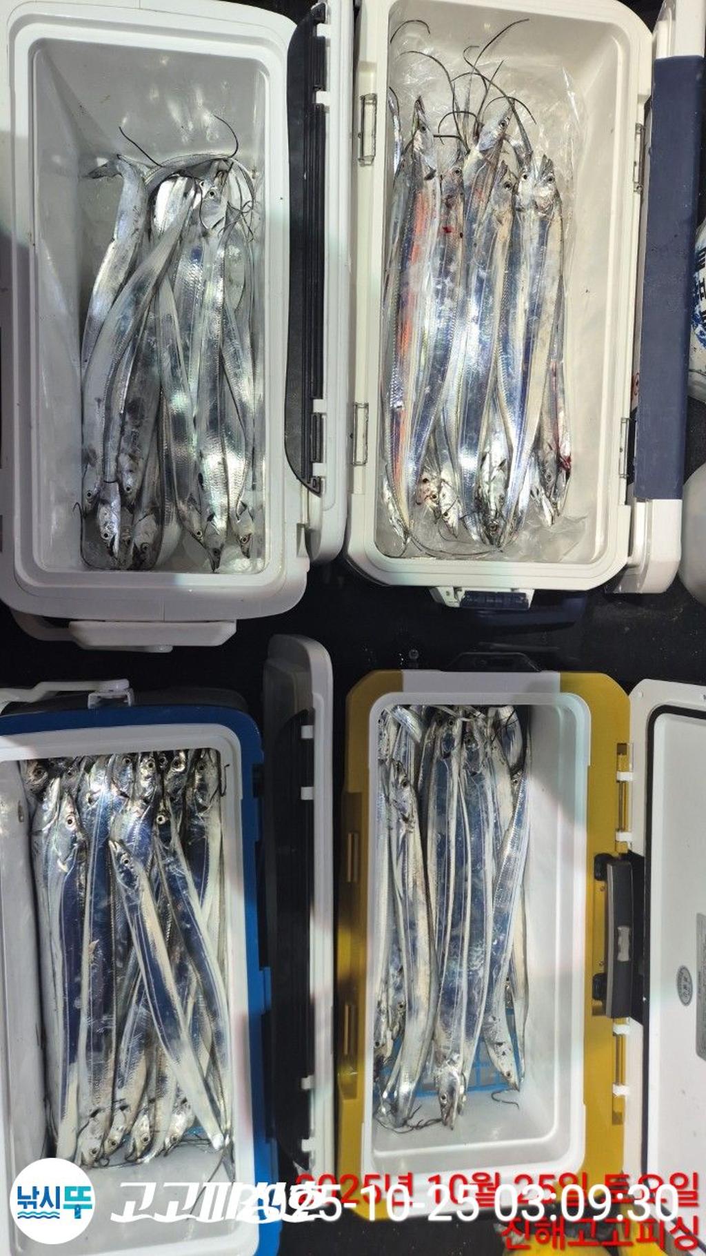 낚시뚜,갈치,속천항(진해),고고피싱호,낚시뚜8