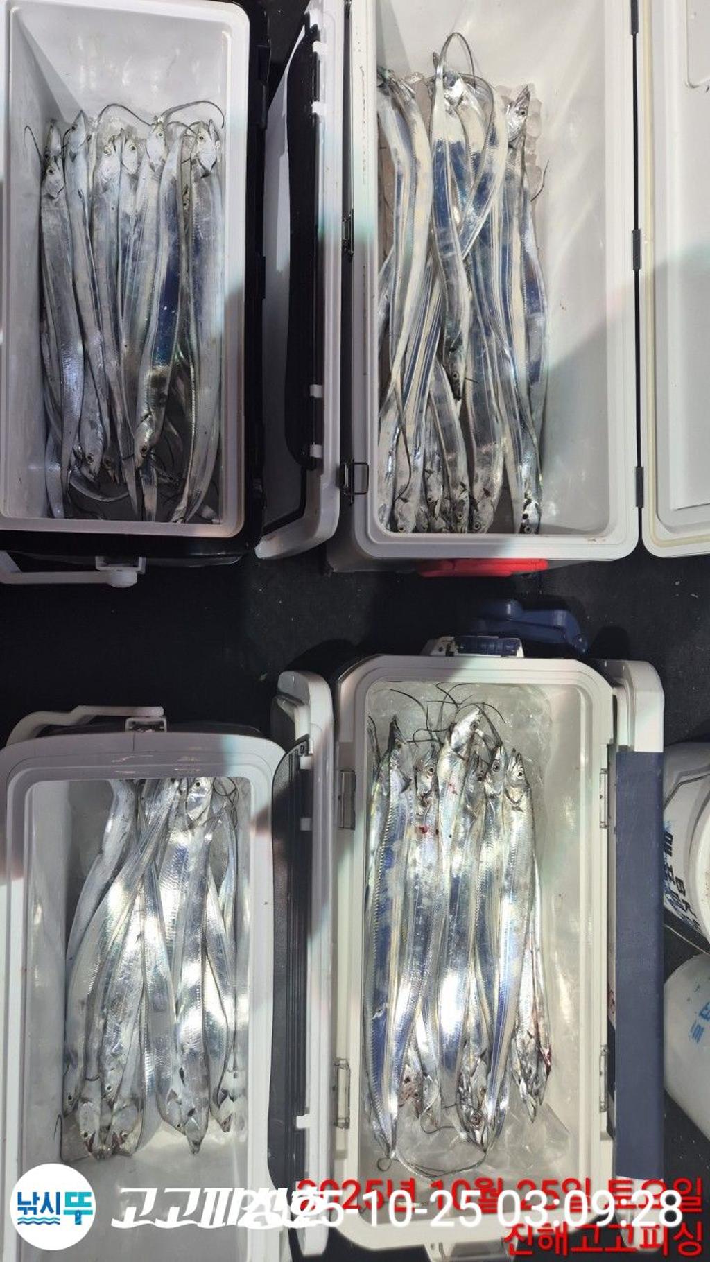 낚시뚜,갈치,속천항(진해),고고피싱호,낚시뚜7