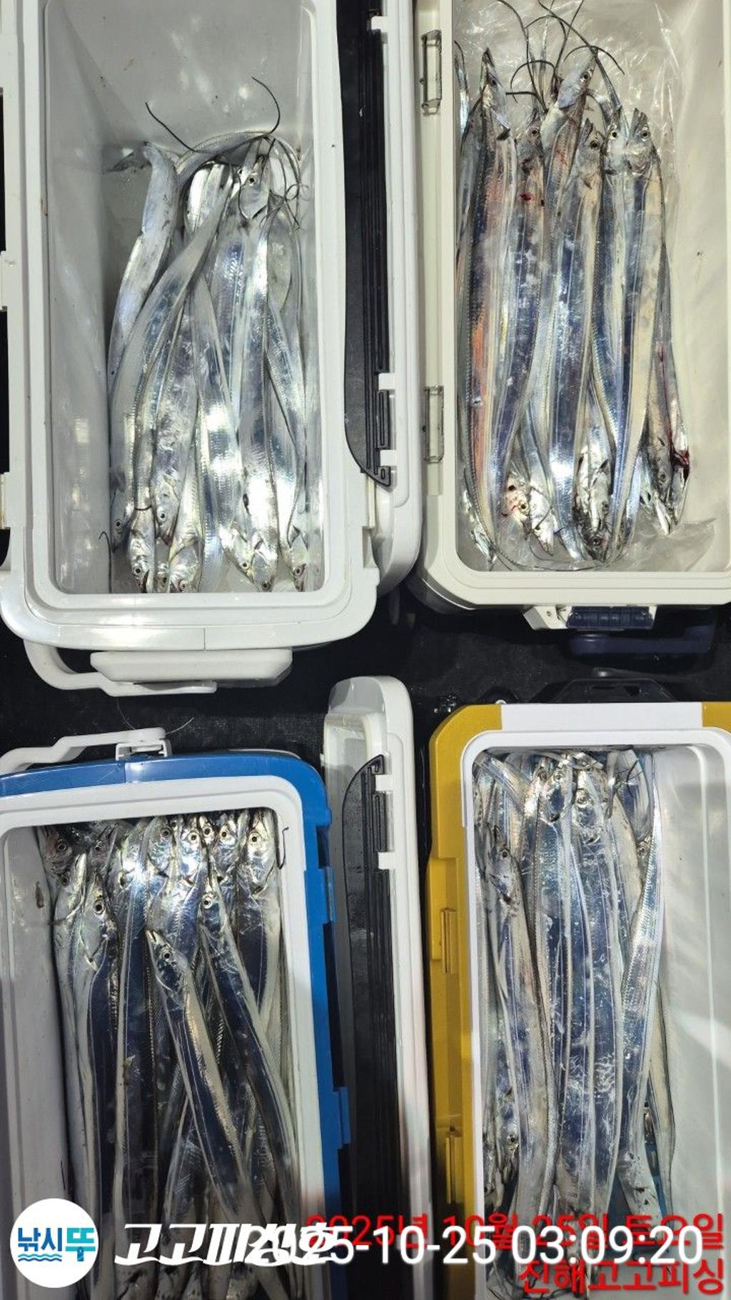 낚시뚜,갈치,속천항(진해),고고피싱호,낚시뚜6