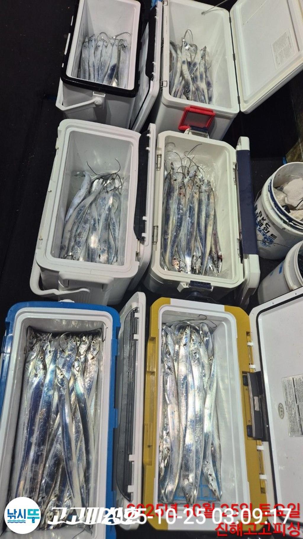 낚시뚜,갈치,속천항(진해),고고피싱호,낚시뚜5