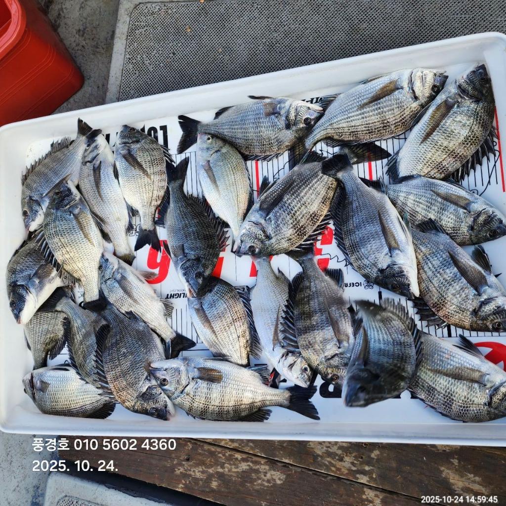 낚시뚜,감성돔,삼치,진해 안골항,풍경호,낚시뚜3