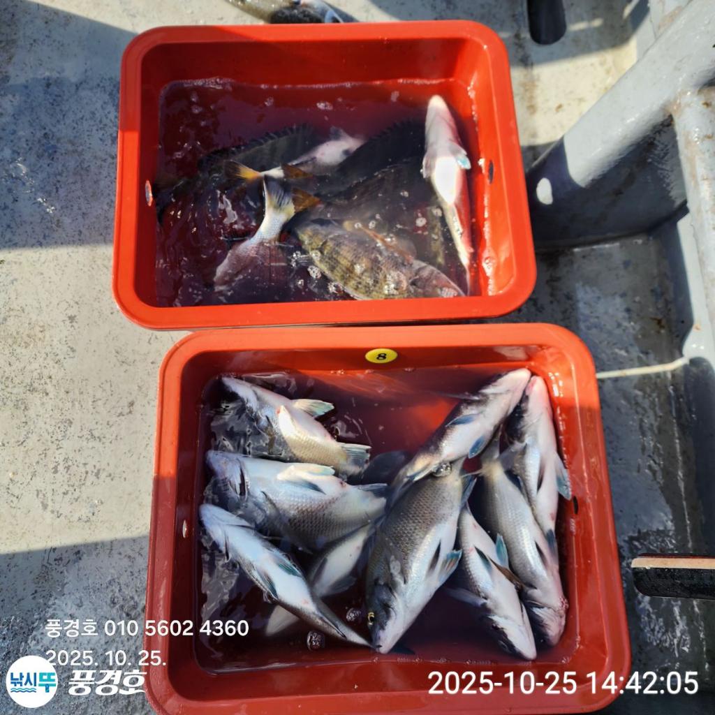 낚시뚜,감성돔,삼치,진해 안골항,풍경호,낚시뚜2