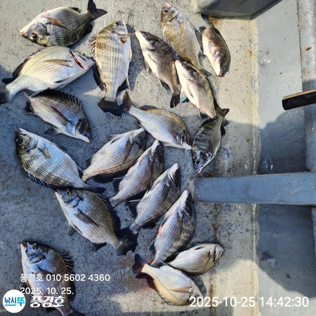 낚시뚜,감성돔,삼치,진해 안골항,풍경호,낚시뚜1