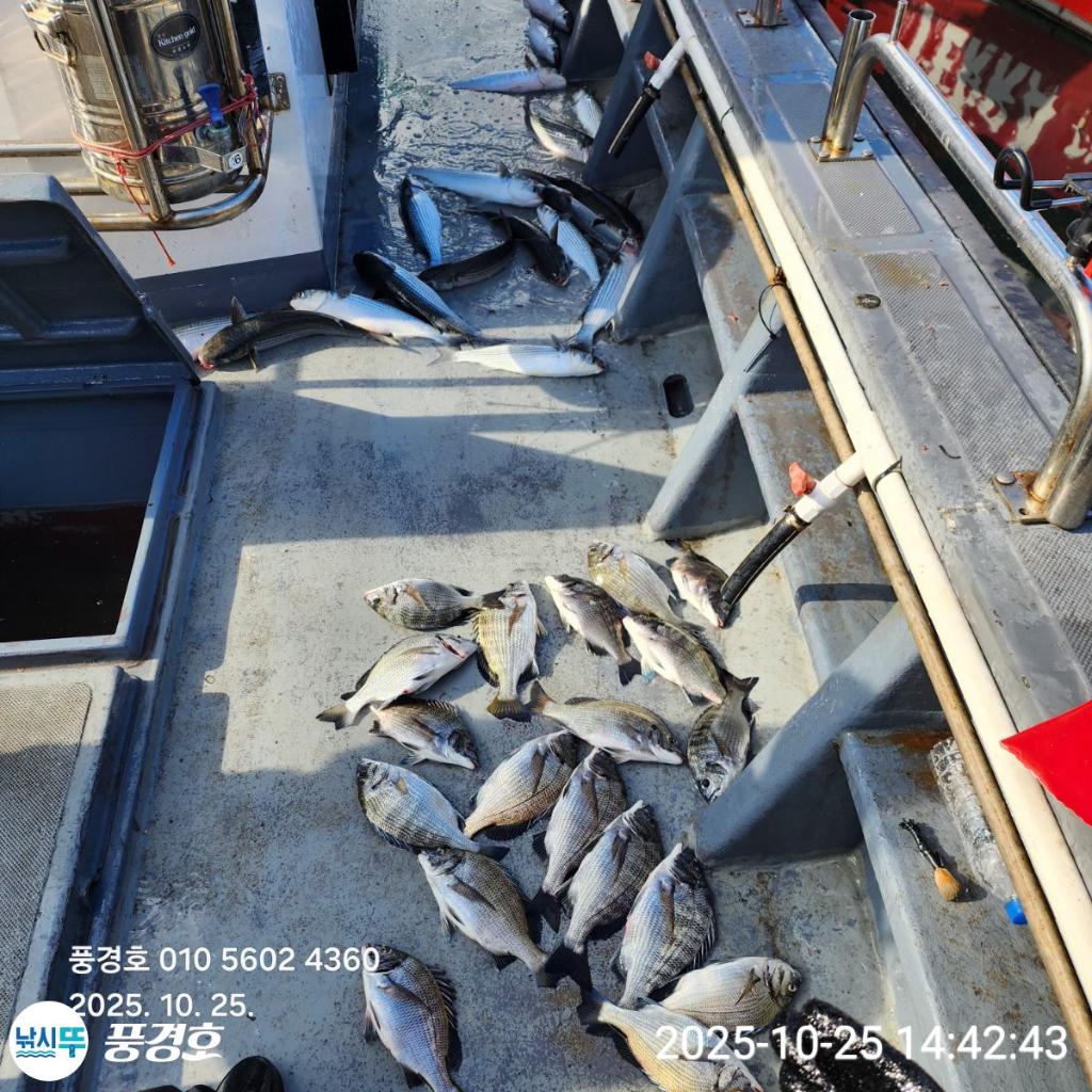 낚시뚜,감성돔,삼치,진해 안골항,풍경호,낚시뚜0