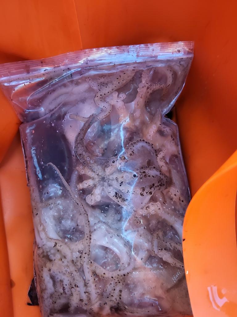 낚시뚜,쭈꾸미,오천항,푸르러호(뉴해양호),낚시뚜0