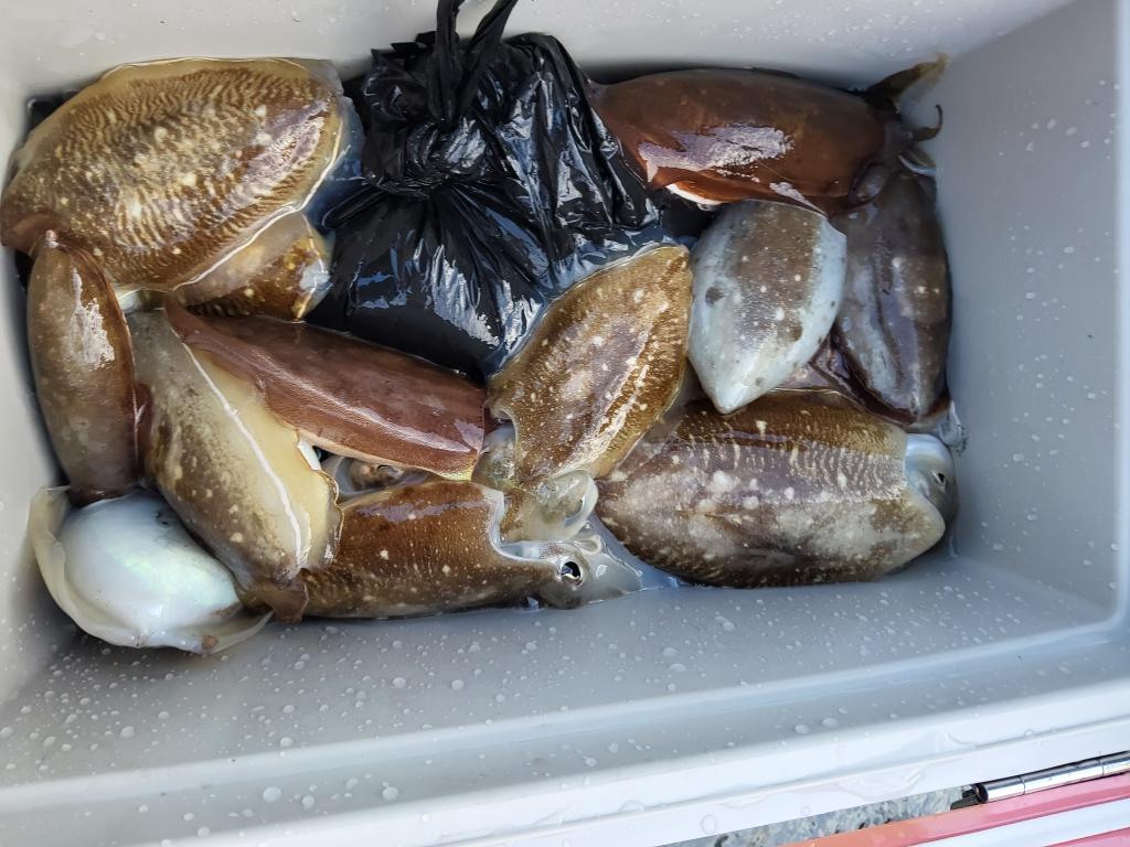 낚시뚜,쭈꾸미,오천항,푸르러호(뉴해양호),낚시뚜2