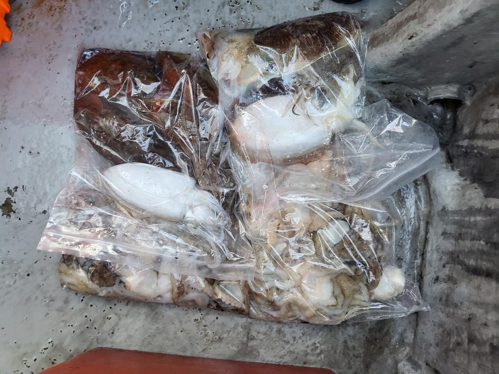 낚시뚜,쭈꾸미,오천항,푸르러호(뉴해양호),낚시뚜3