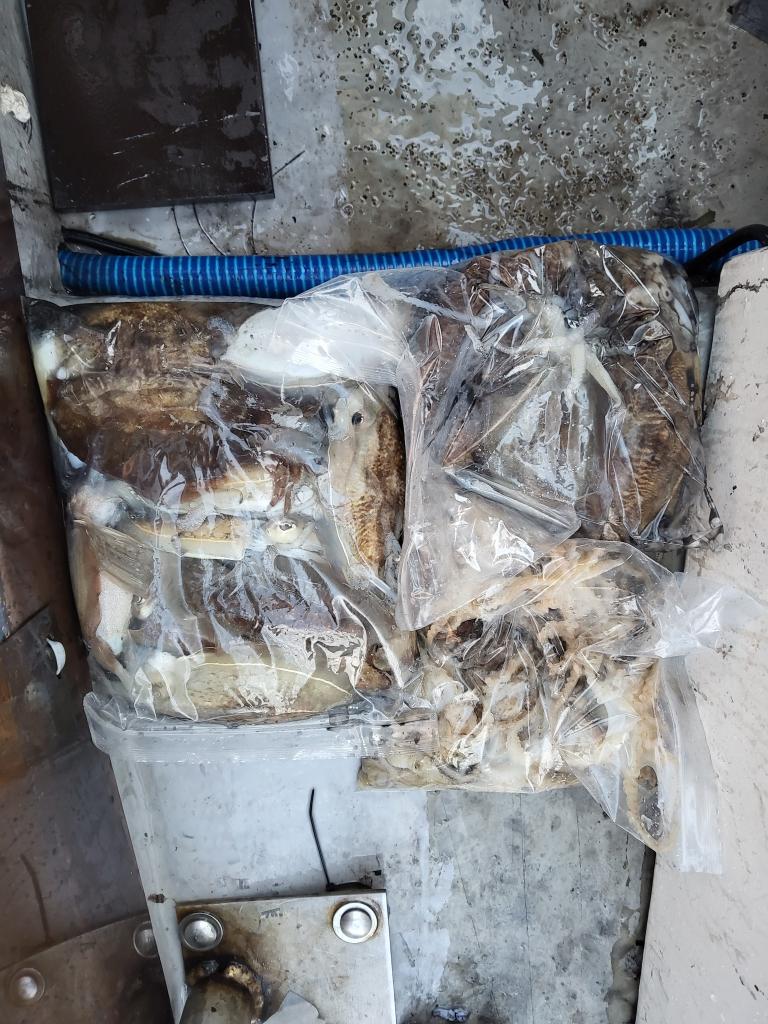 낚시뚜,쭈꾸미,오천항,푸르러호(뉴해양호),낚시뚜4