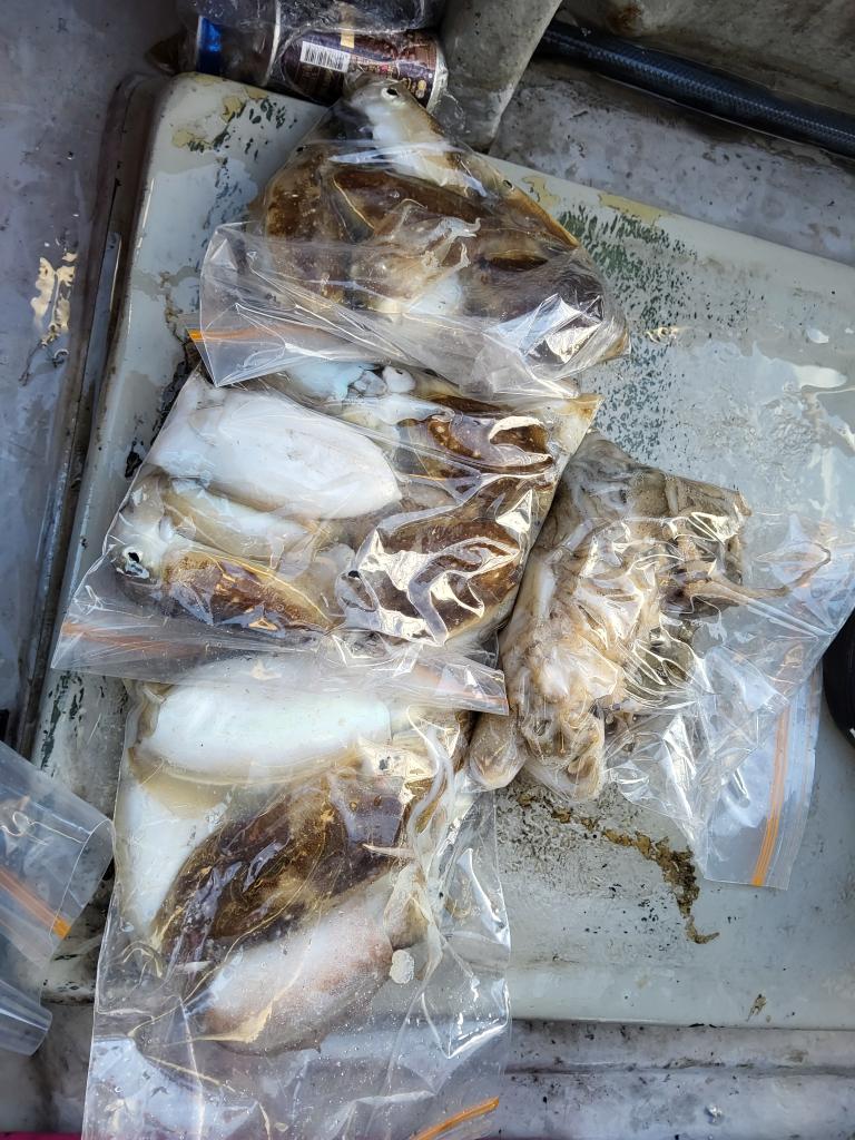 낚시뚜,쭈꾸미,오천항,푸르러호(뉴해양호),낚시뚜5