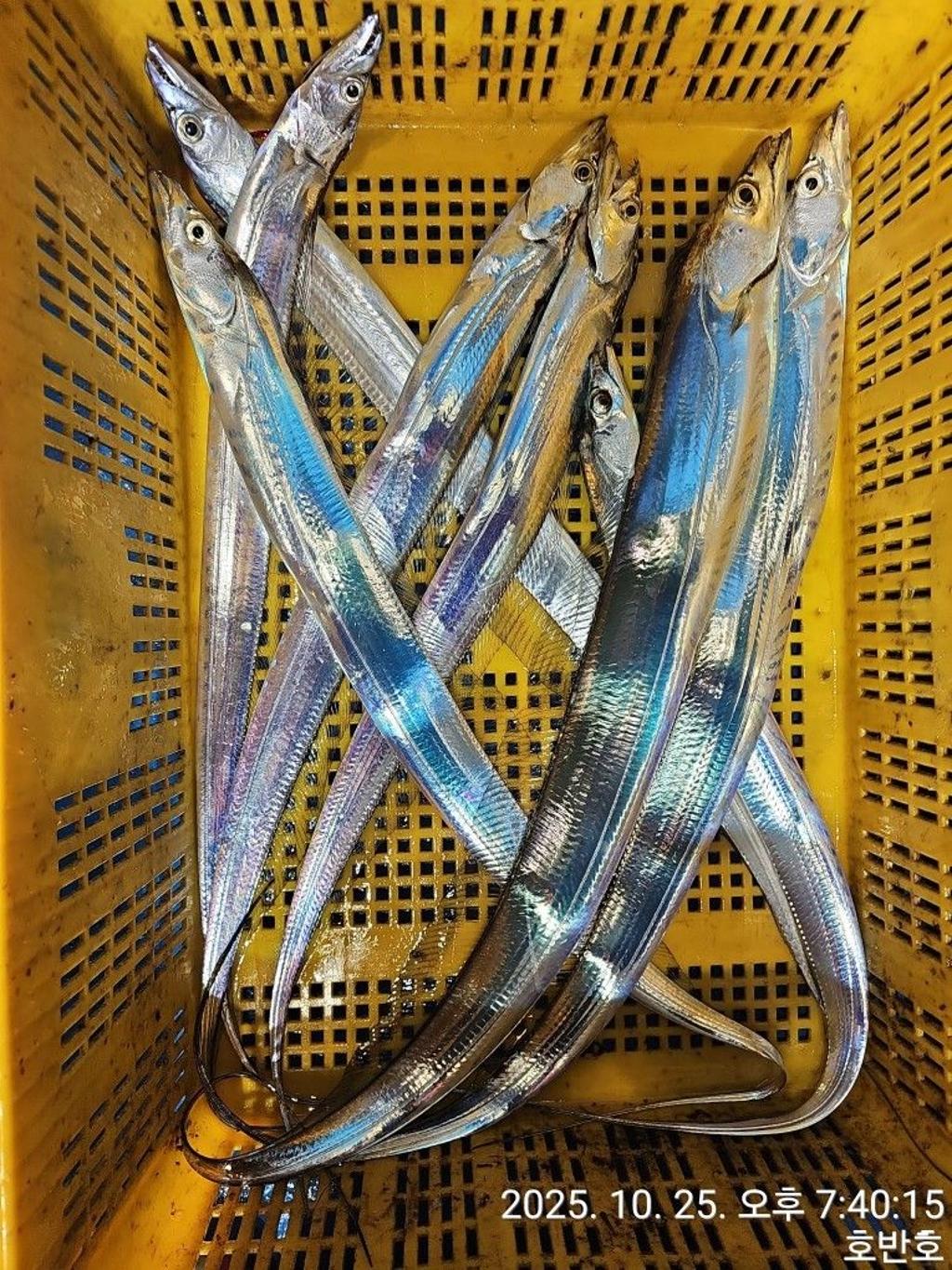 낚시뚜,갈치,통영 신전항,통영호반호,낚시뚜34