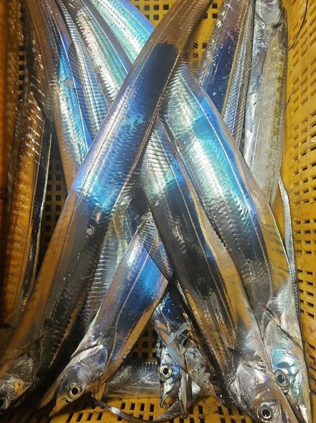 낚시뚜,갈치,통영 신전항,통영호반호,낚시뚜33