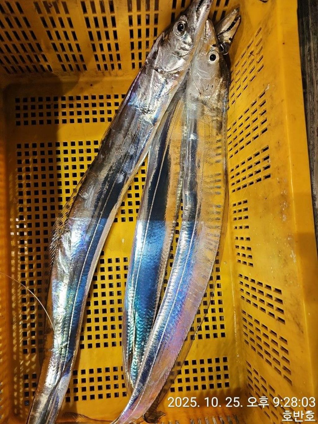낚시뚜,갈치,통영 신전항,통영호반호,낚시뚜28