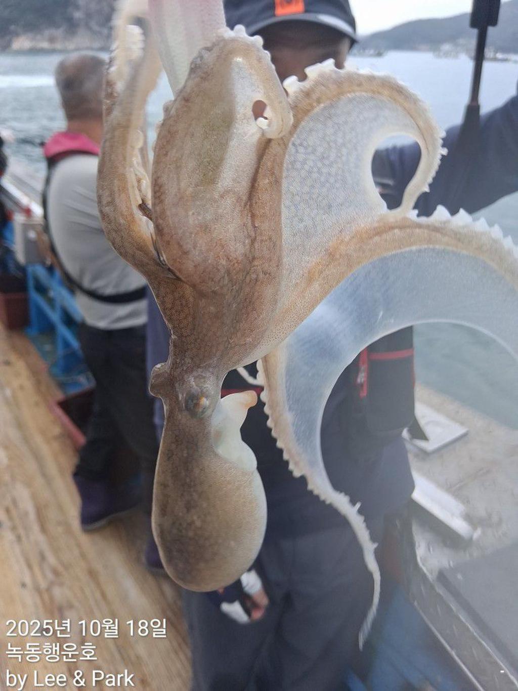 낚시뚜,갈치,녹동항,녹동대성호,낚시뚜72