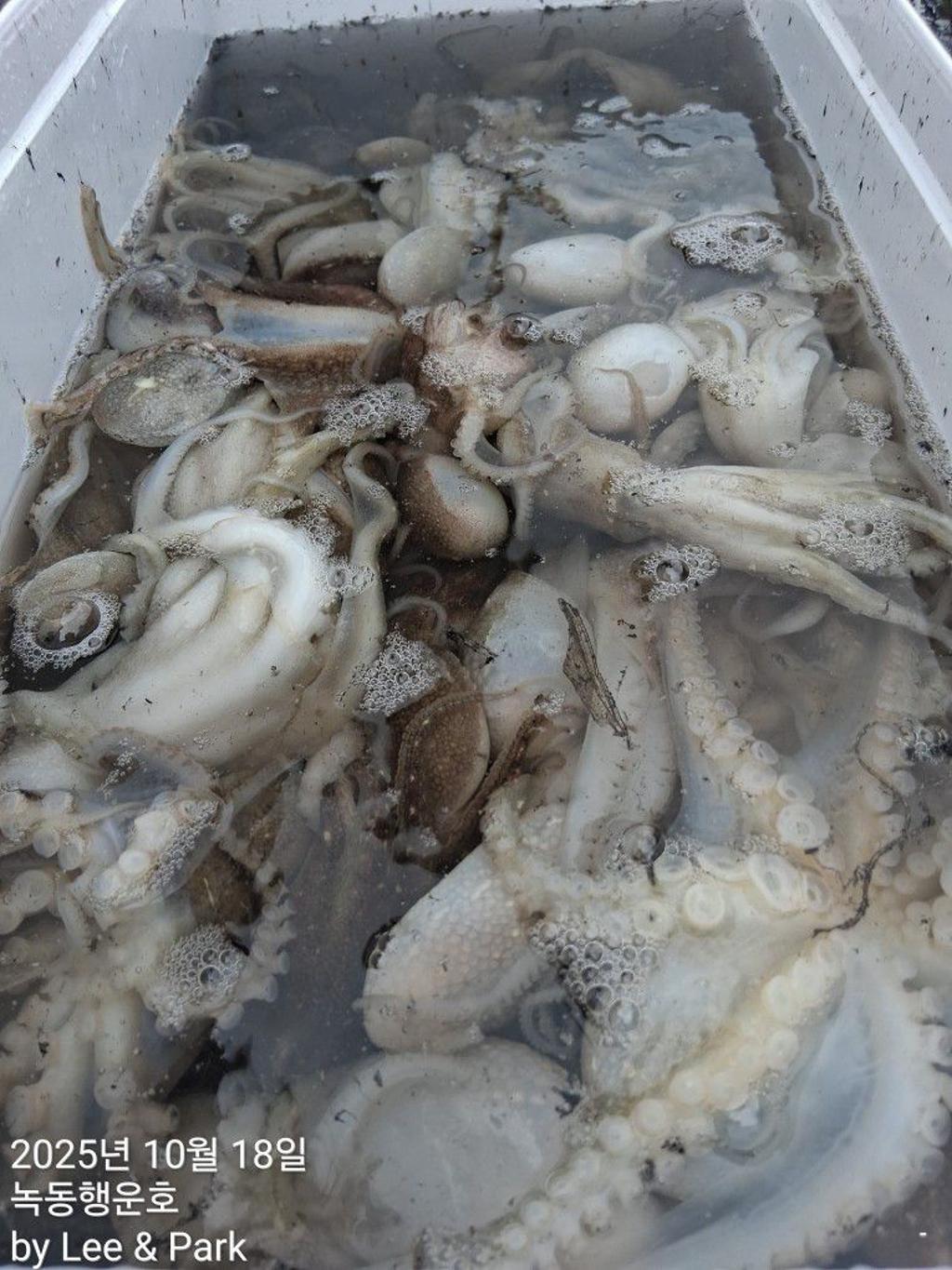 낚시뚜,갈치,녹동항,녹동대성호,낚시뚜67