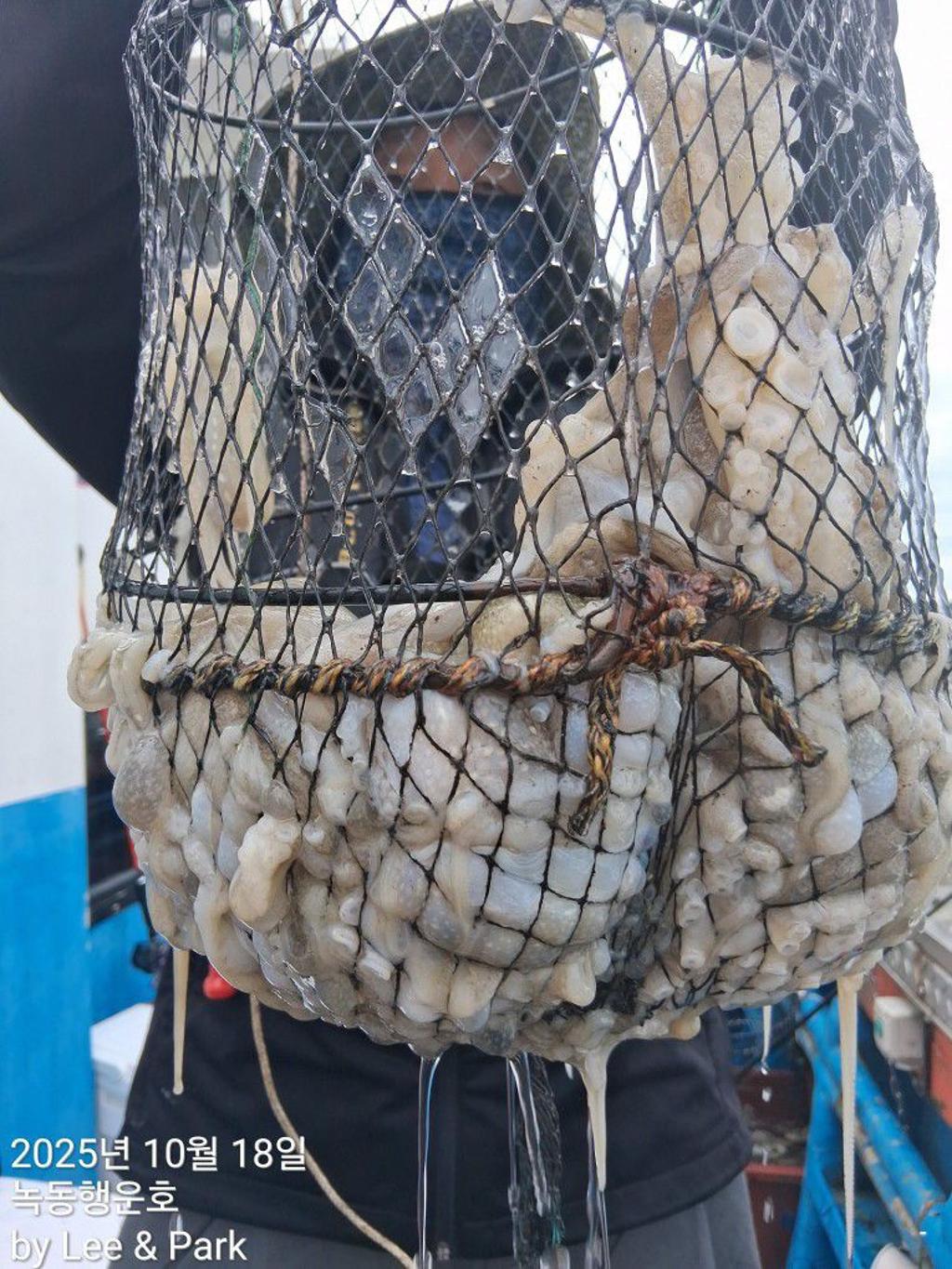 낚시뚜,갈치,녹동항,녹동대성호,낚시뚜55