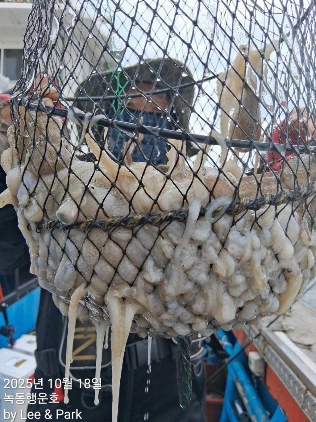 낚시뚜,갈치,녹동항,녹동대성호,낚시뚜52