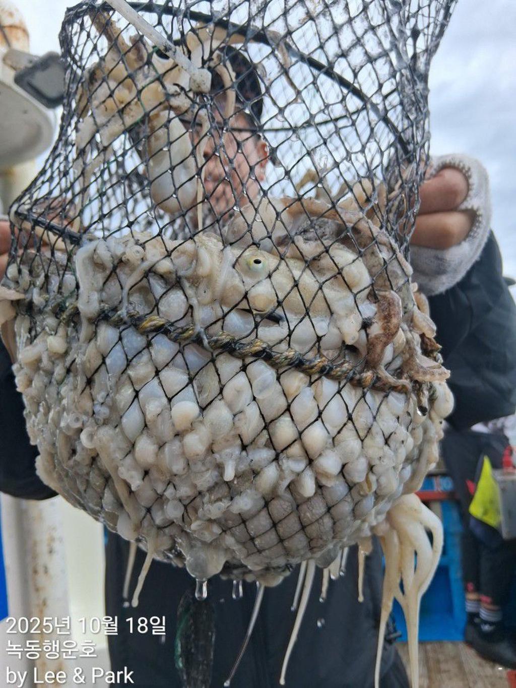 낚시뚜,갈치,녹동항,녹동대성호,낚시뚜50