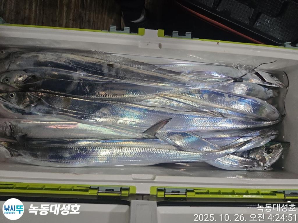 낚시뚜,갈치,녹동항,녹동대성호,낚시뚜48