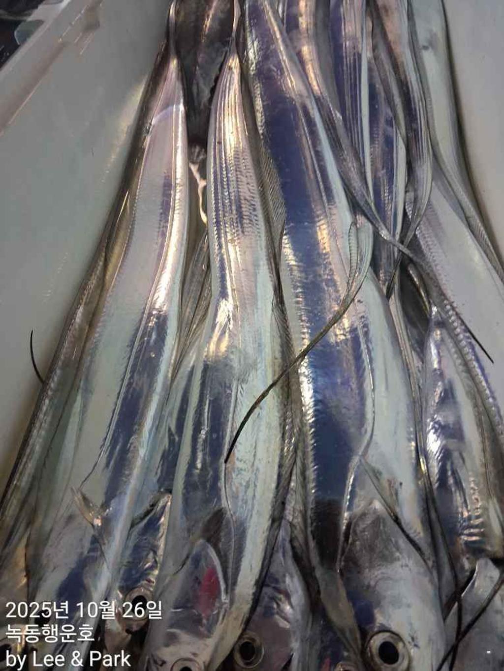 낚시뚜,갈치,녹동항,녹동대성호,낚시뚜47