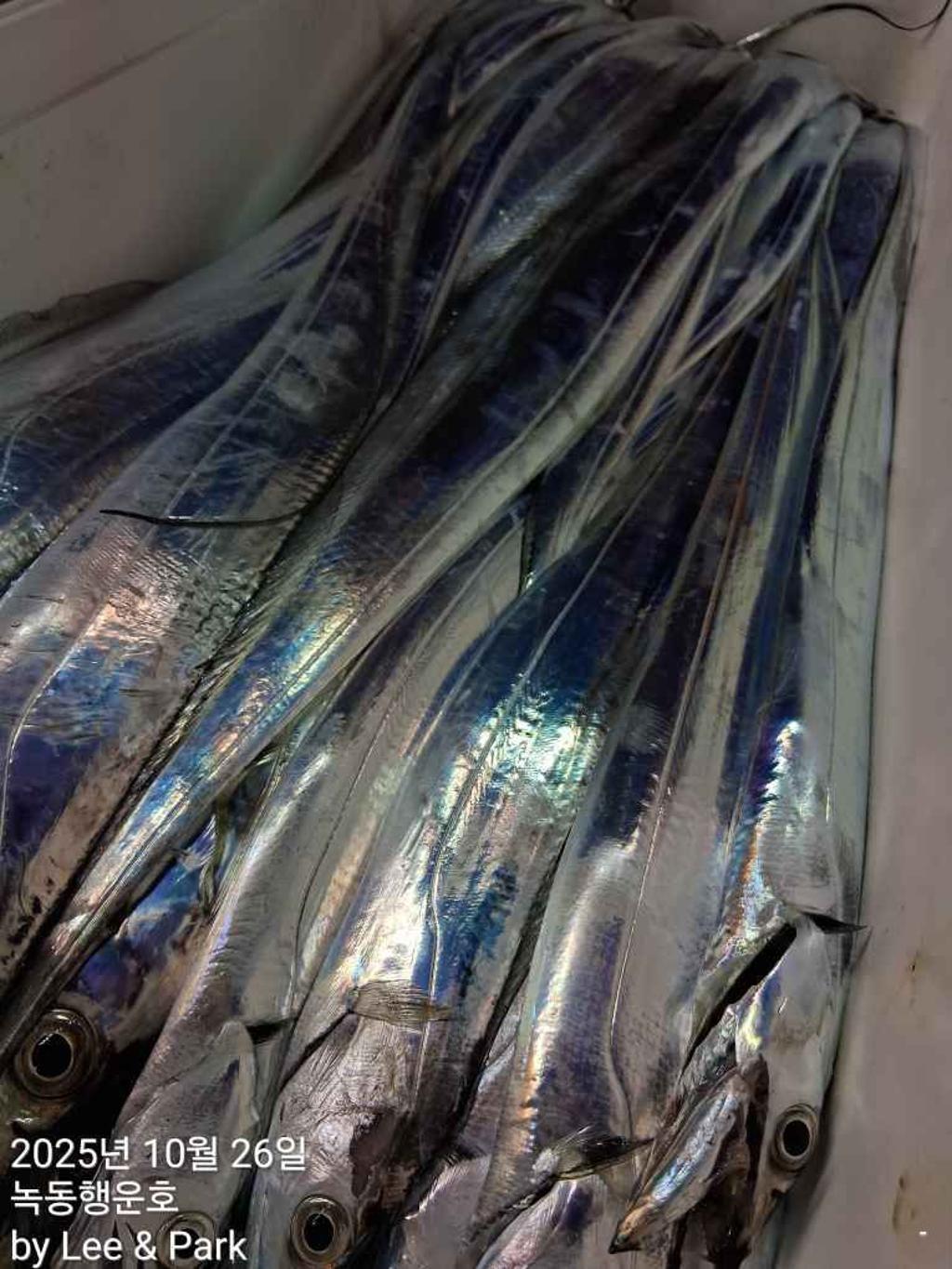 낚시뚜,갈치,녹동항,녹동대성호,낚시뚜46