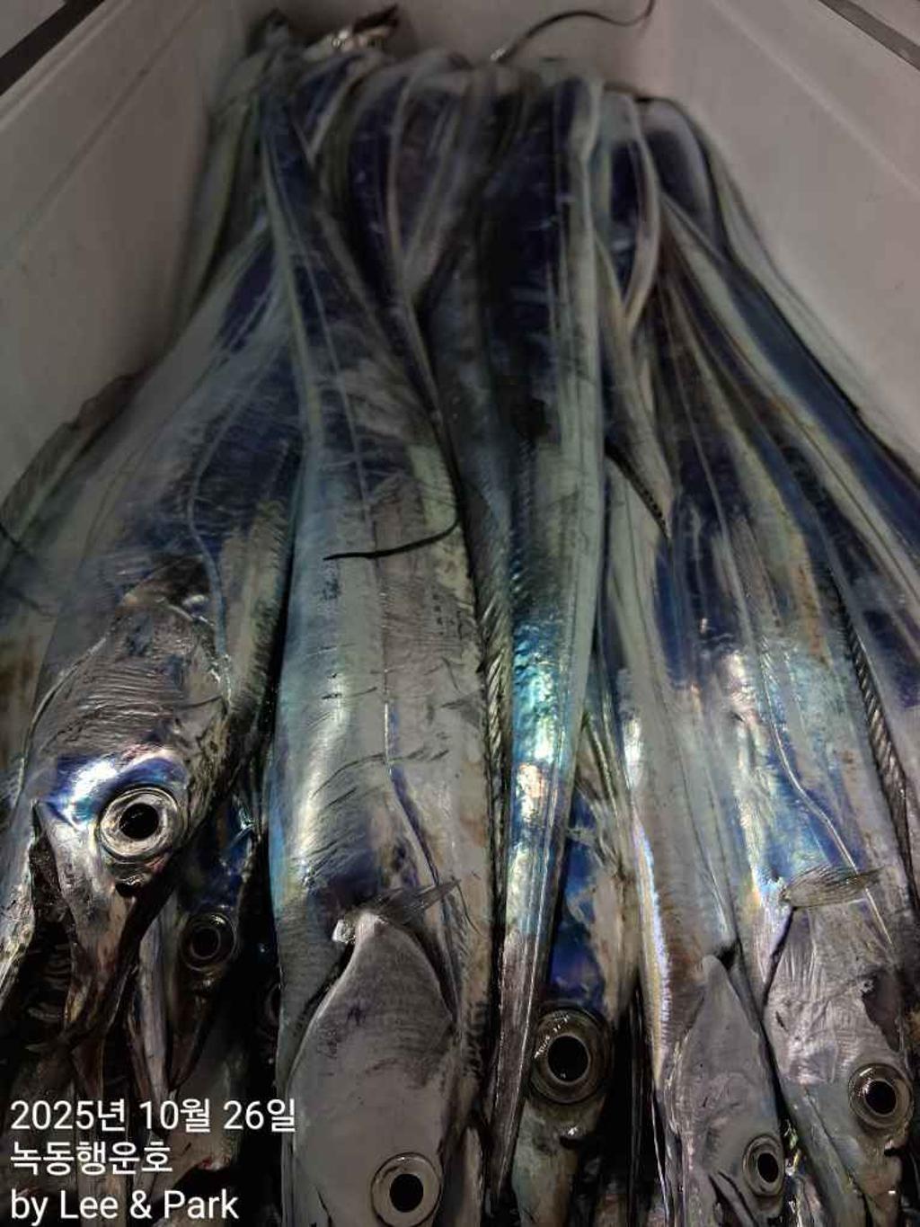 낚시뚜,갈치,녹동항,녹동대성호,낚시뚜45