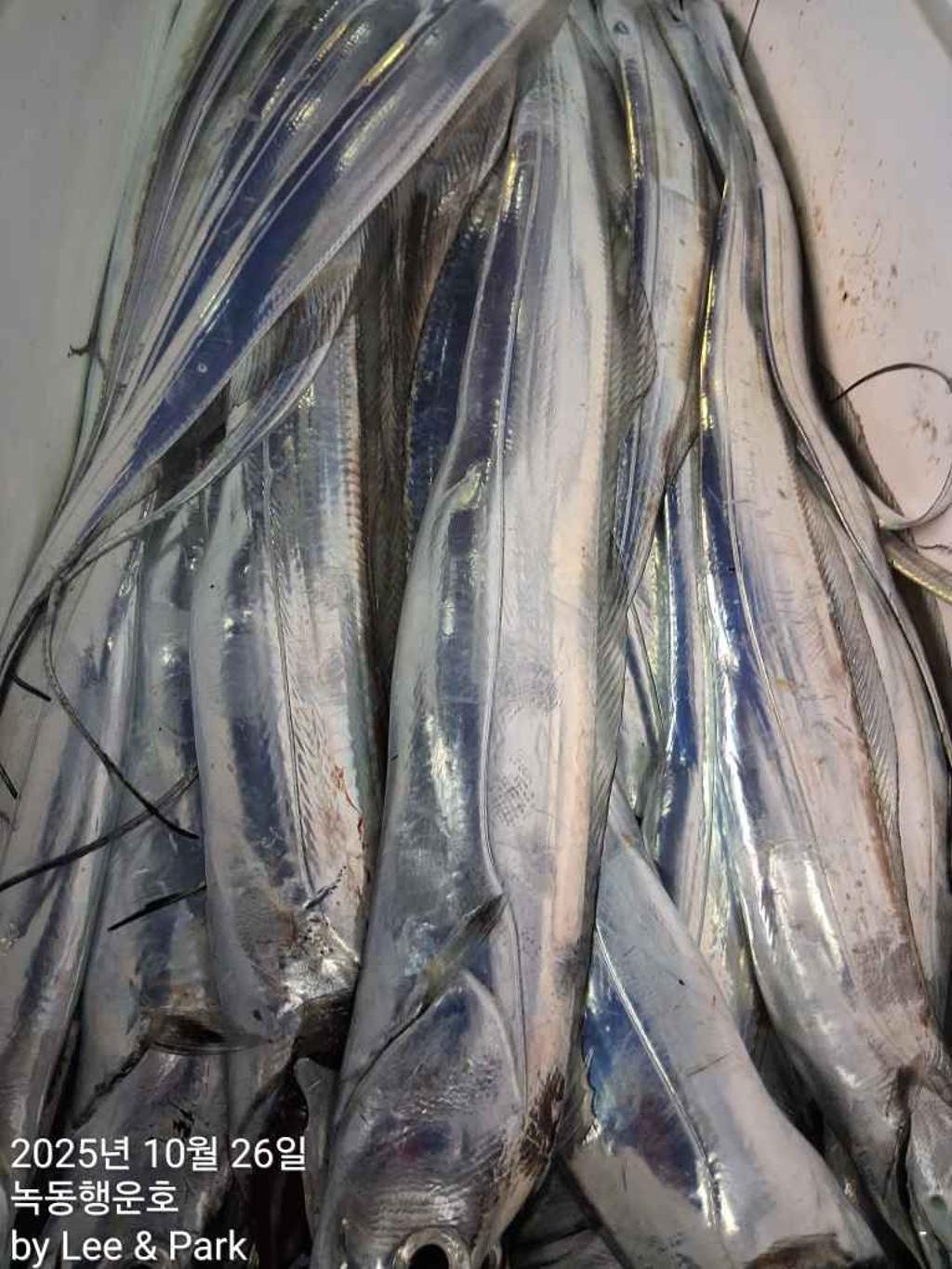 낚시뚜,갈치,녹동항,녹동대성호,낚시뚜44