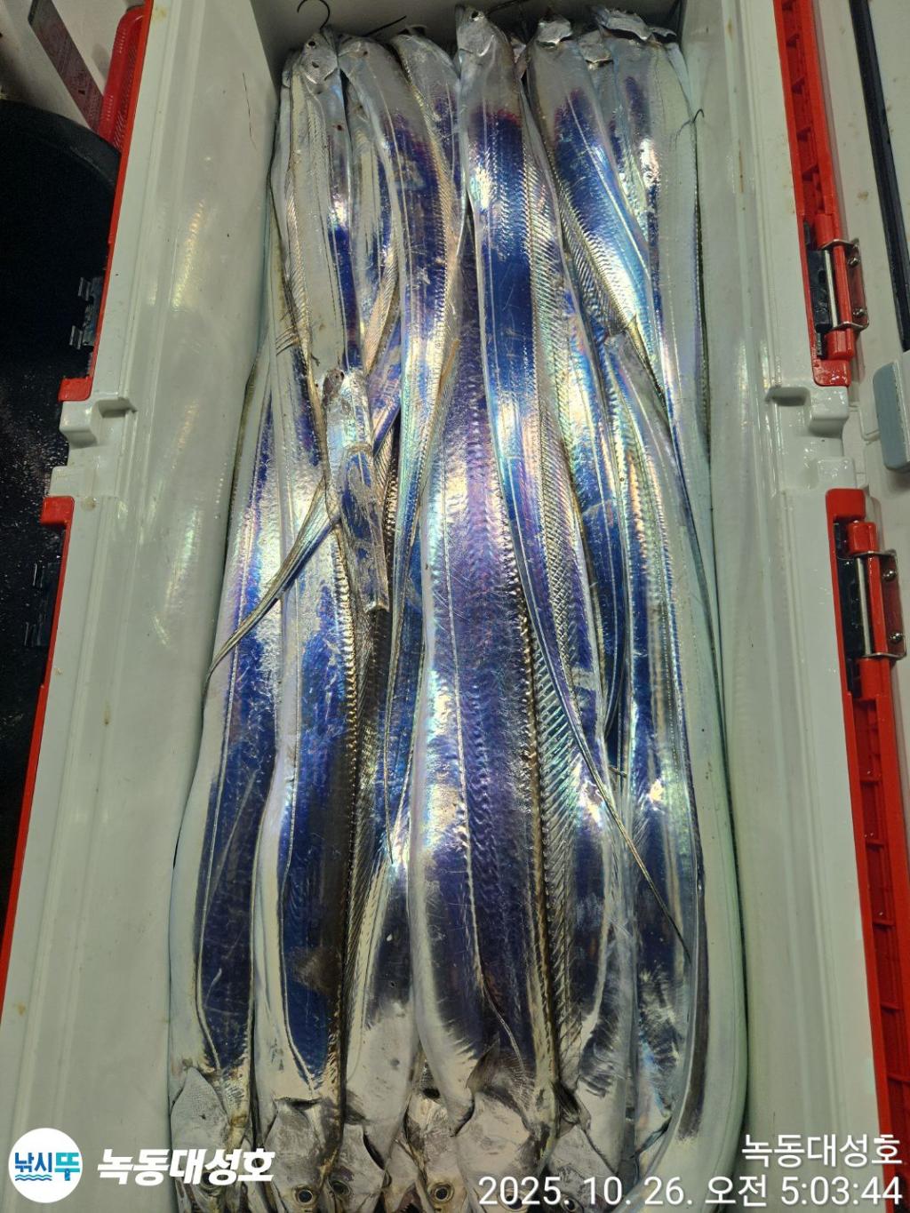 낚시뚜,갈치,녹동항,녹동대성호,낚시뚜43