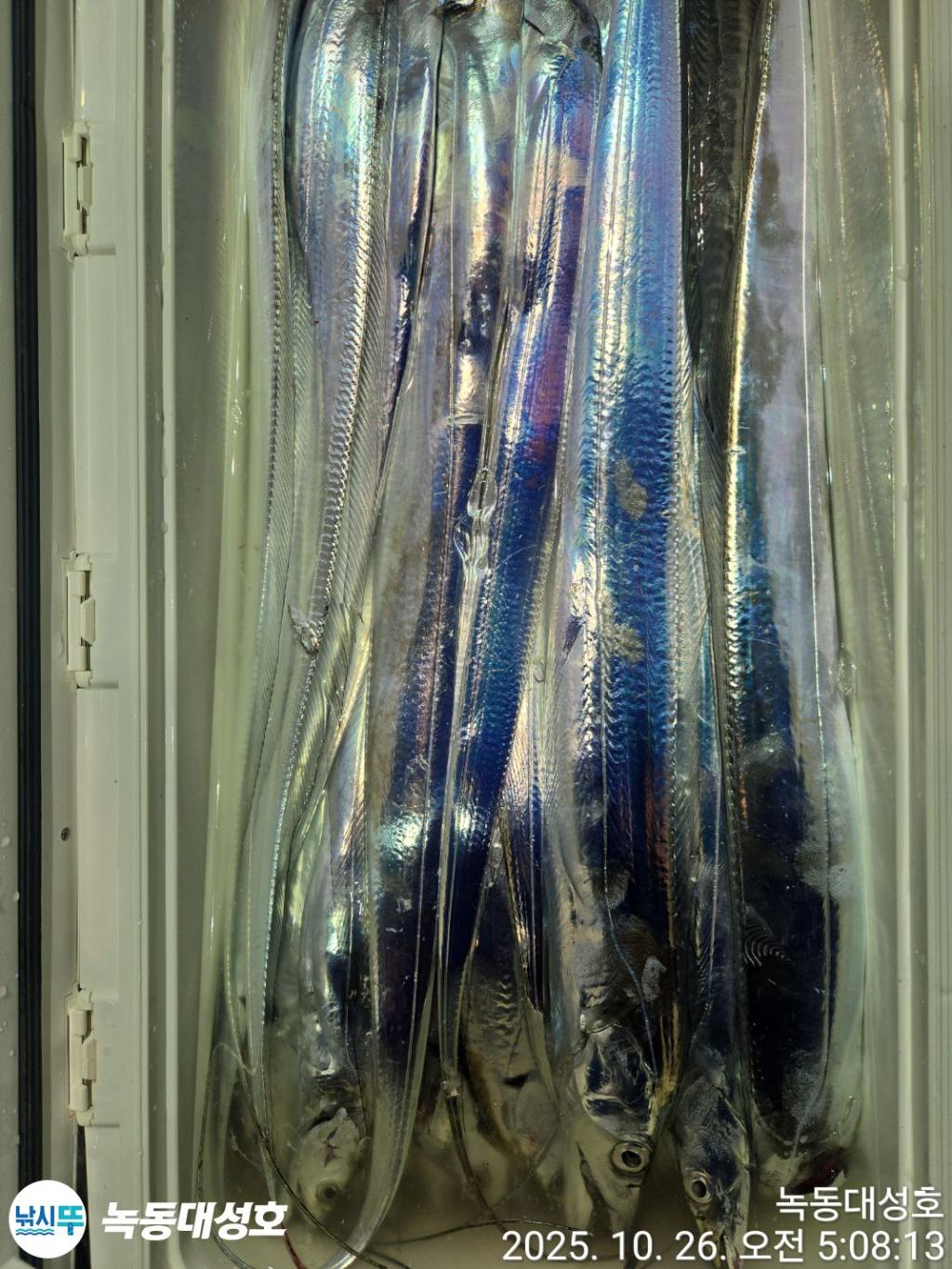 낚시뚜,갈치,녹동항,녹동대성호,낚시뚜42