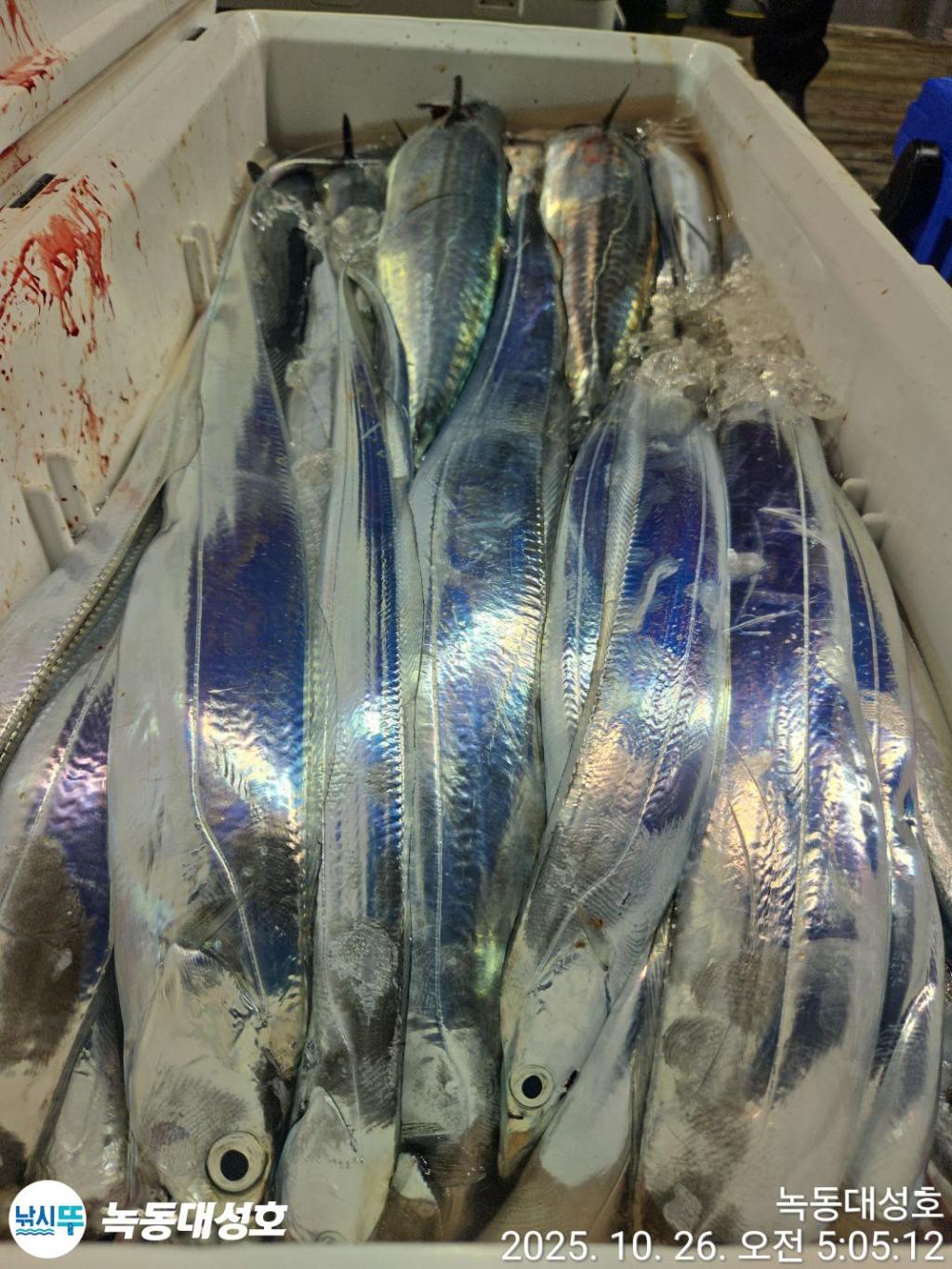 낚시뚜,갈치,녹동항,녹동대성호,낚시뚜39