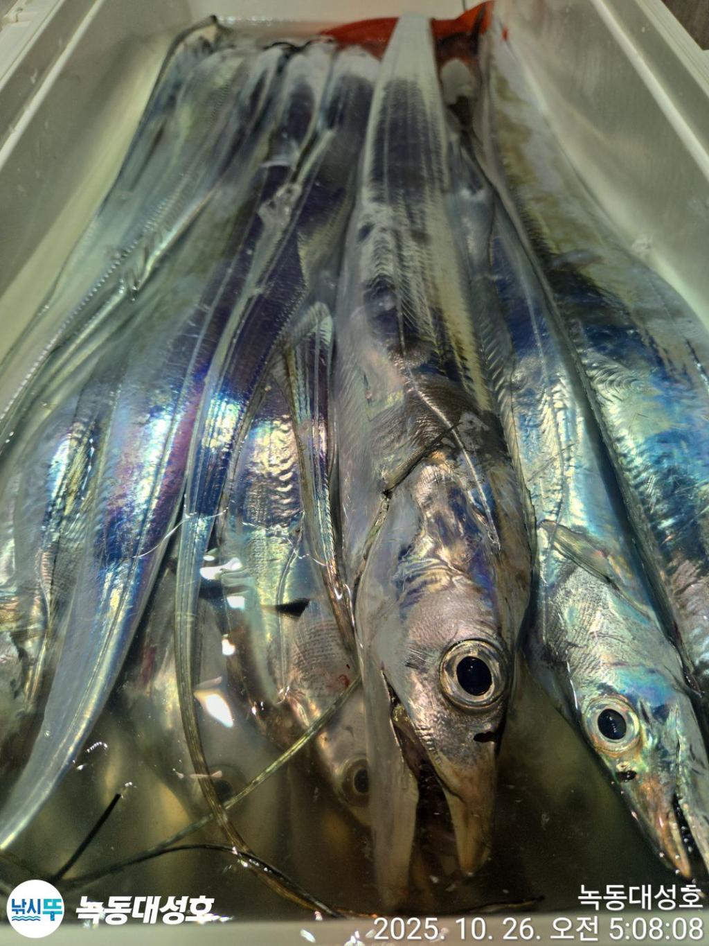 낚시뚜,갈치,녹동항,녹동대성호,낚시뚜38