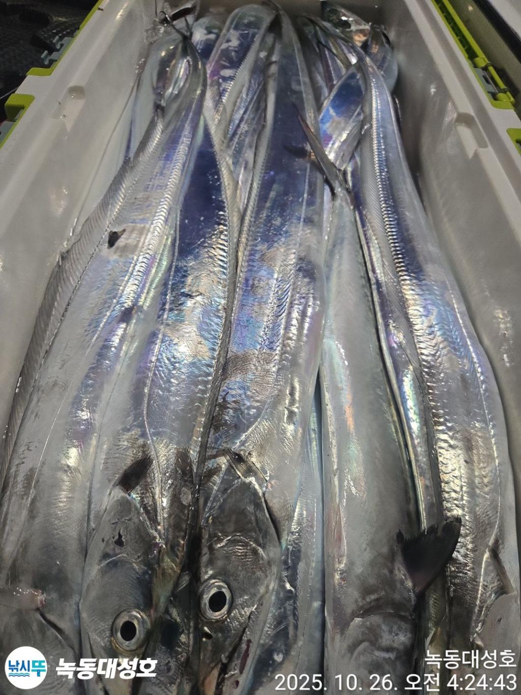 낚시뚜,갈치,녹동항,녹동대성호,낚시뚜37