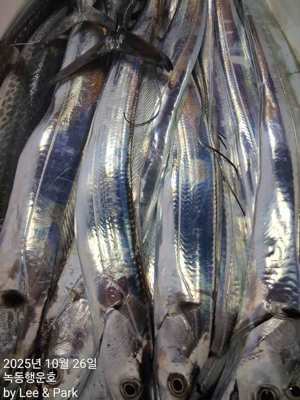 낚시뚜,갈치,녹동항,녹동대성호,낚시뚜36