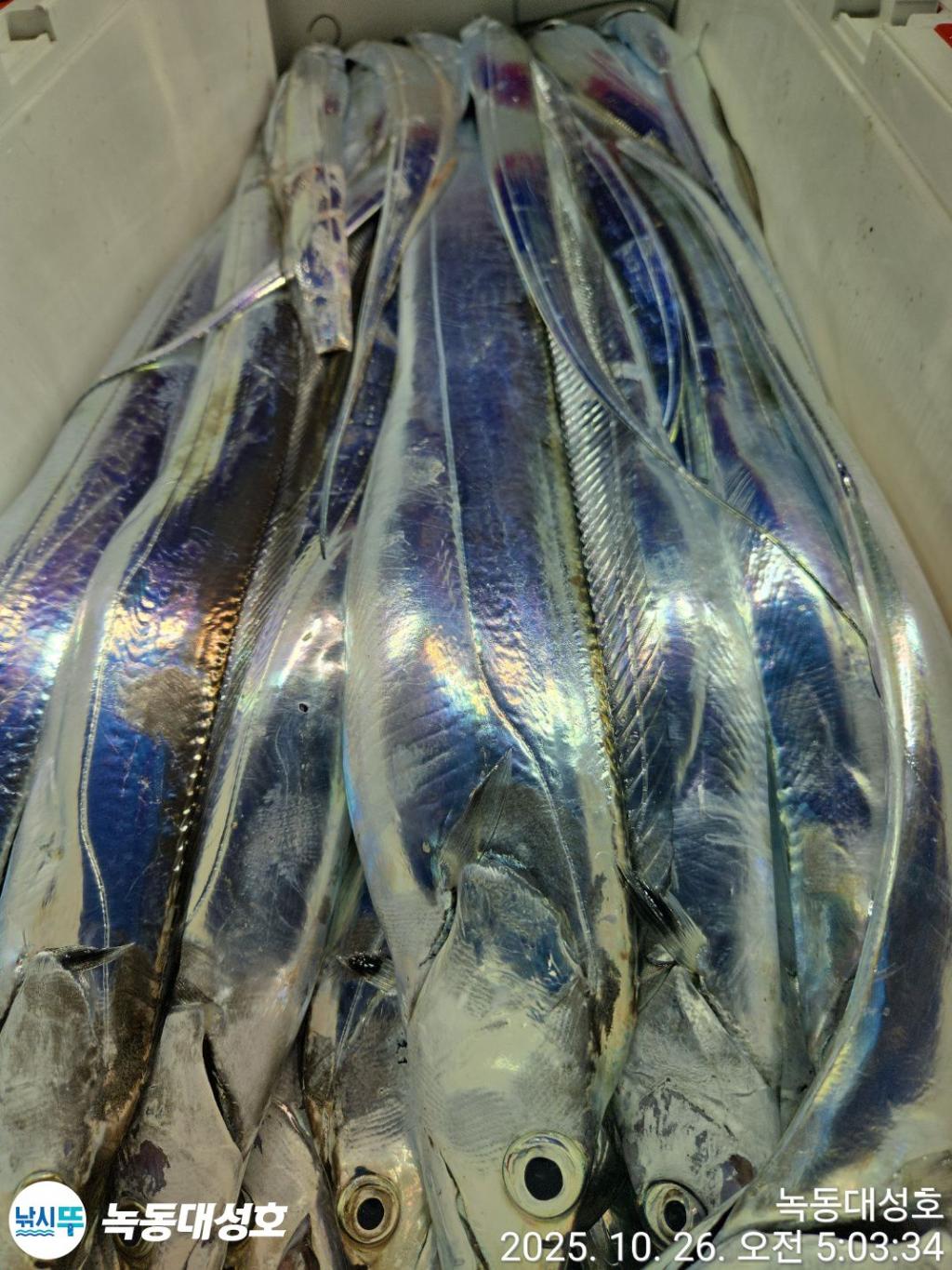 낚시뚜,갈치,녹동항,녹동대성호,낚시뚜35