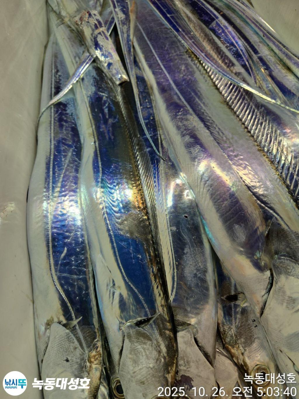 낚시뚜,갈치,녹동항,녹동대성호,낚시뚜34