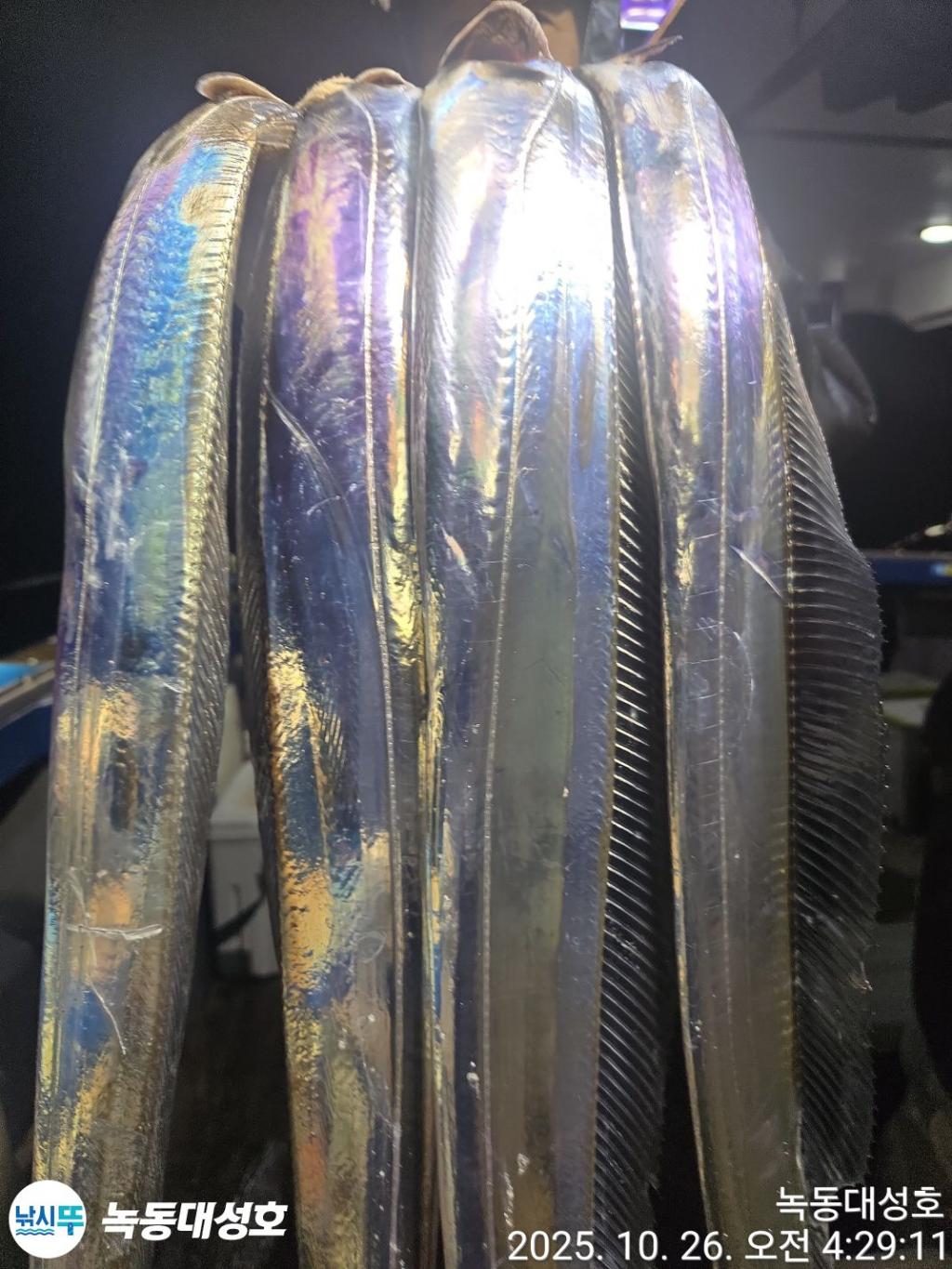 낚시뚜,갈치,녹동항,녹동대성호,낚시뚜11