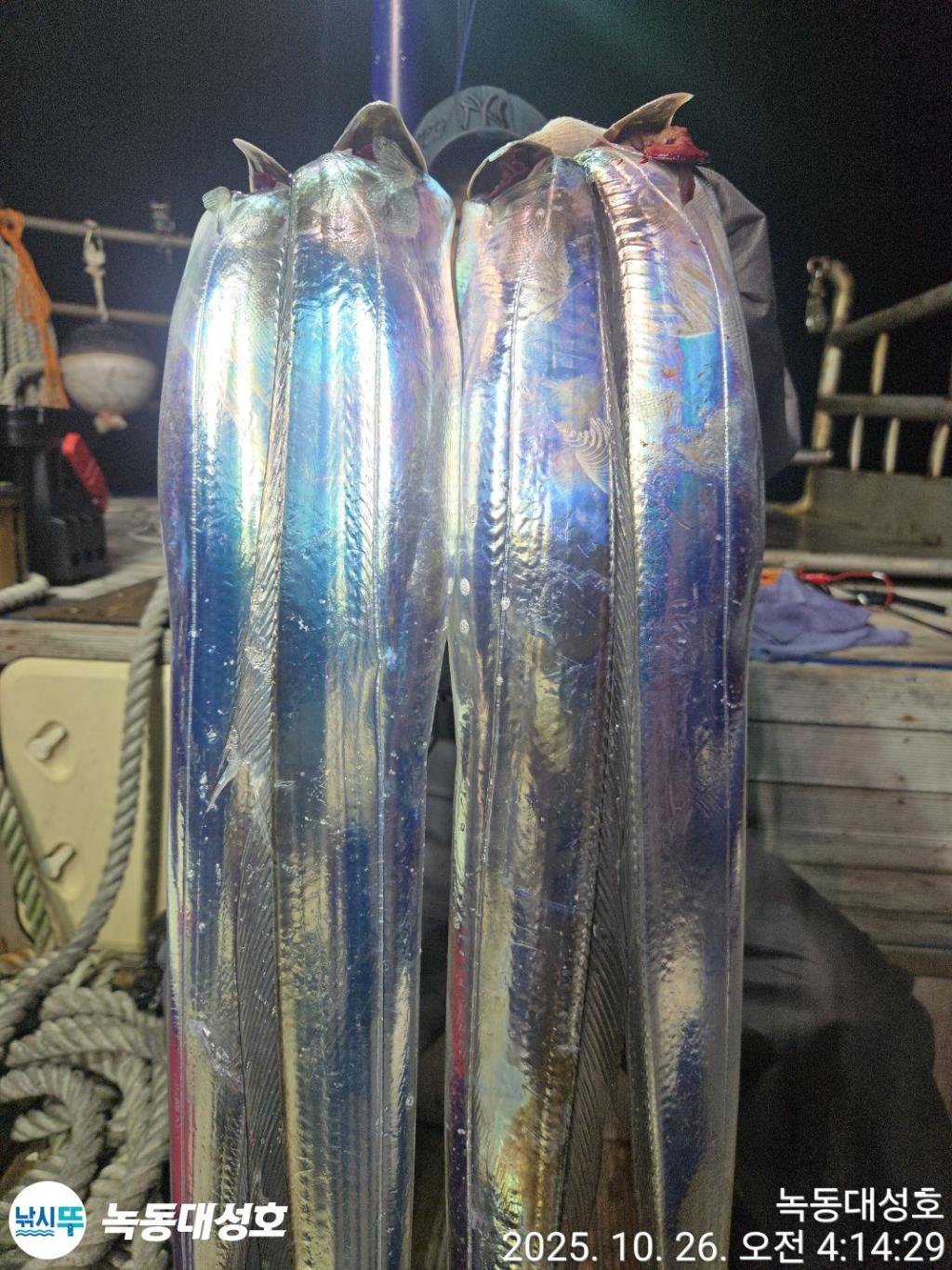 낚시뚜,갈치,녹동항,녹동대성호,낚시뚜5