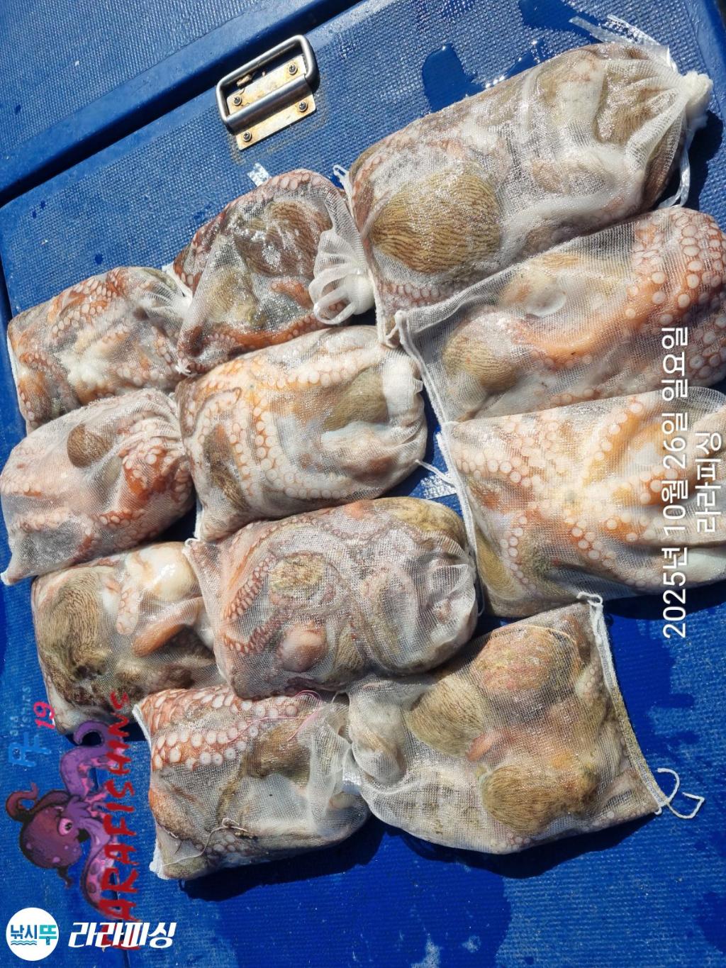 낚시뚜,돌문어,속천항(진해),라라피싱,낚시뚜17