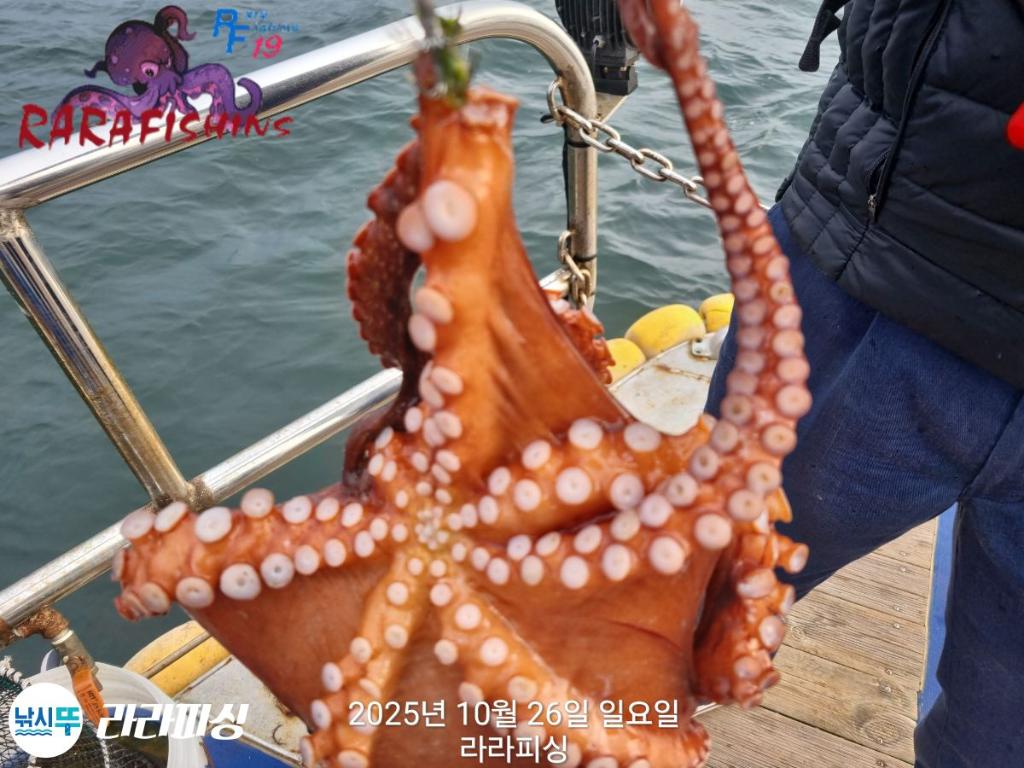 낚시뚜,돌문어,속천항(진해),라라피싱,낚시뚜12