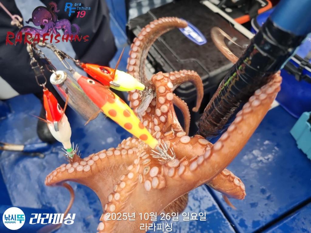 낚시뚜,돌문어,속천항(진해),라라피싱,낚시뚜11