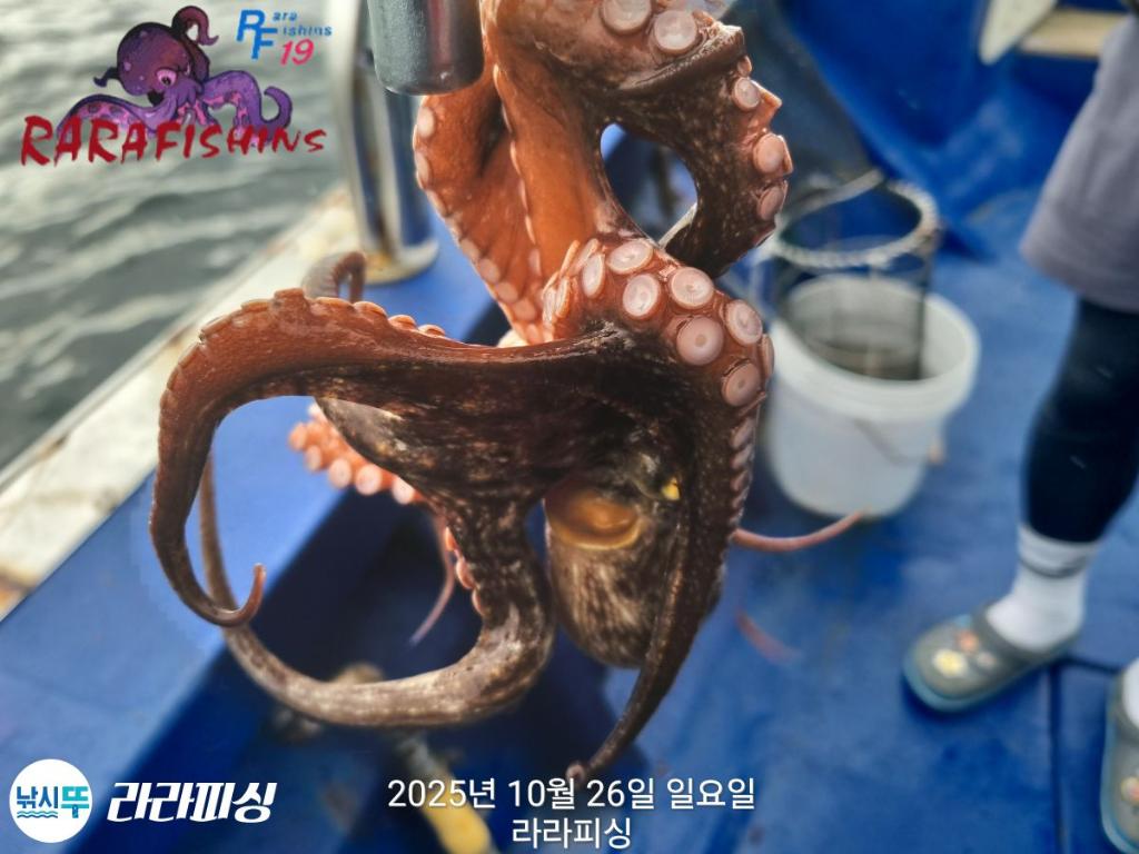 낚시뚜,돌문어,속천항(진해),라라피싱,낚시뚜5