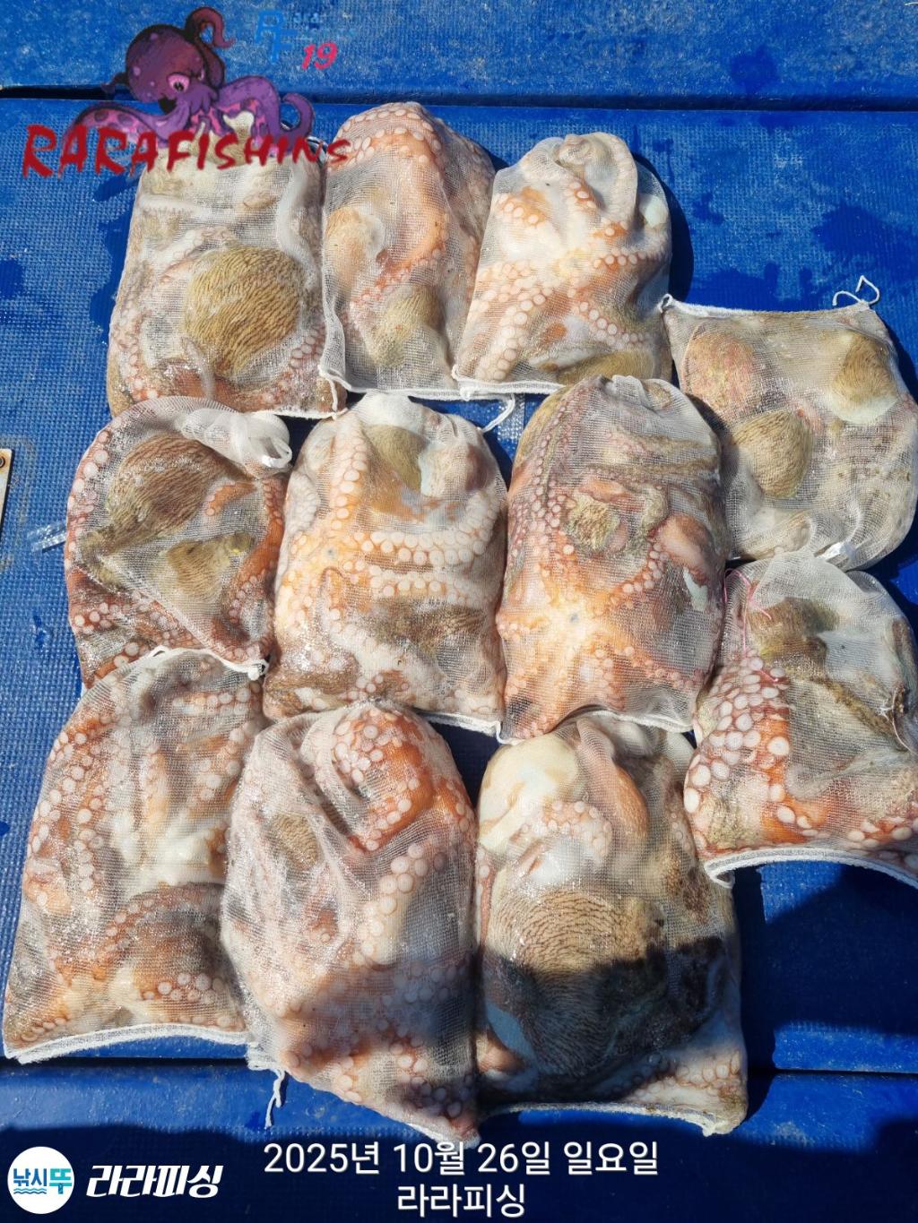 낚시뚜,돌문어,속천항(진해),라라피싱,낚시뚜1