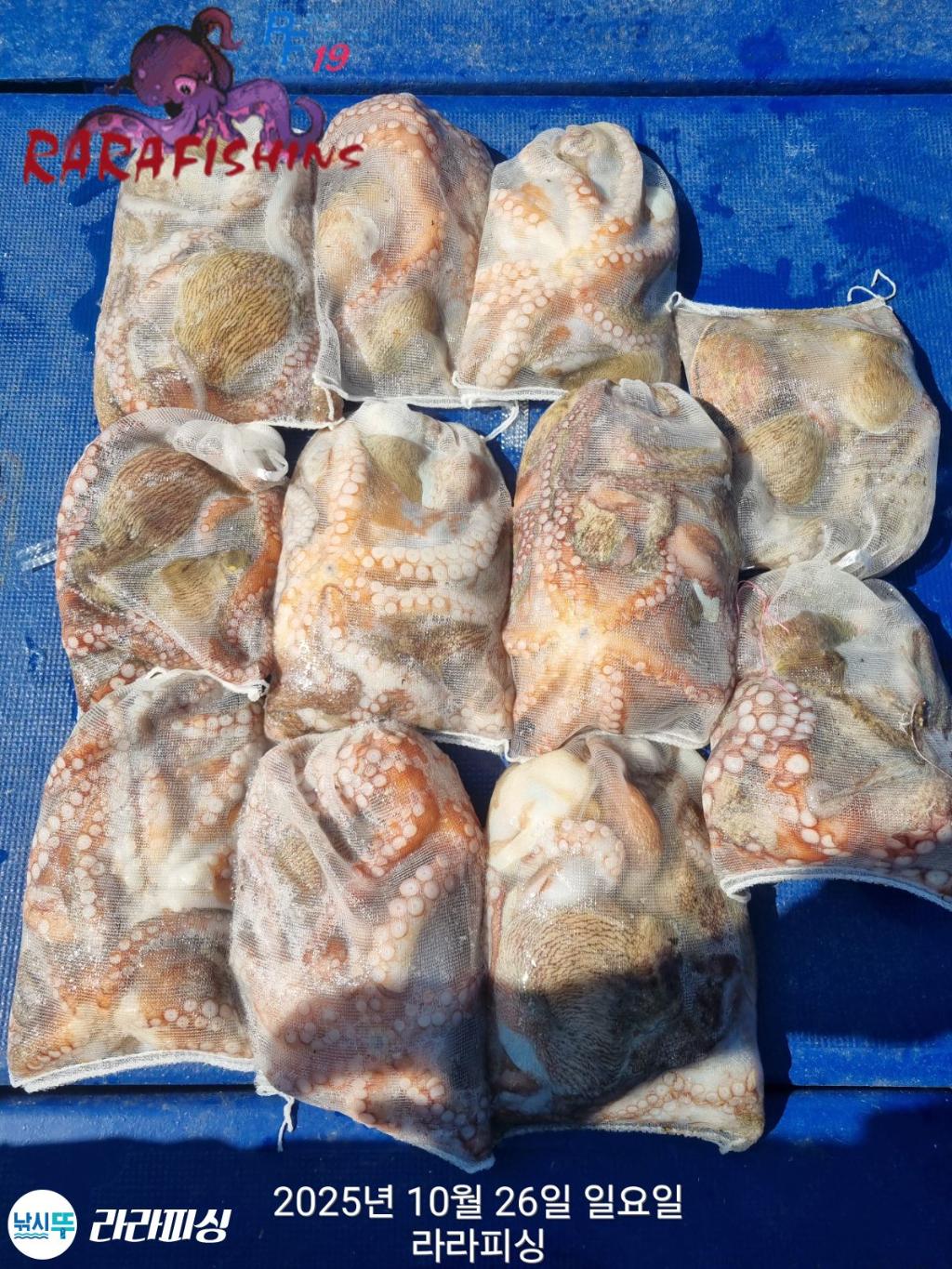 낚시뚜,돌문어,속천항(진해),라라피싱,낚시뚜0