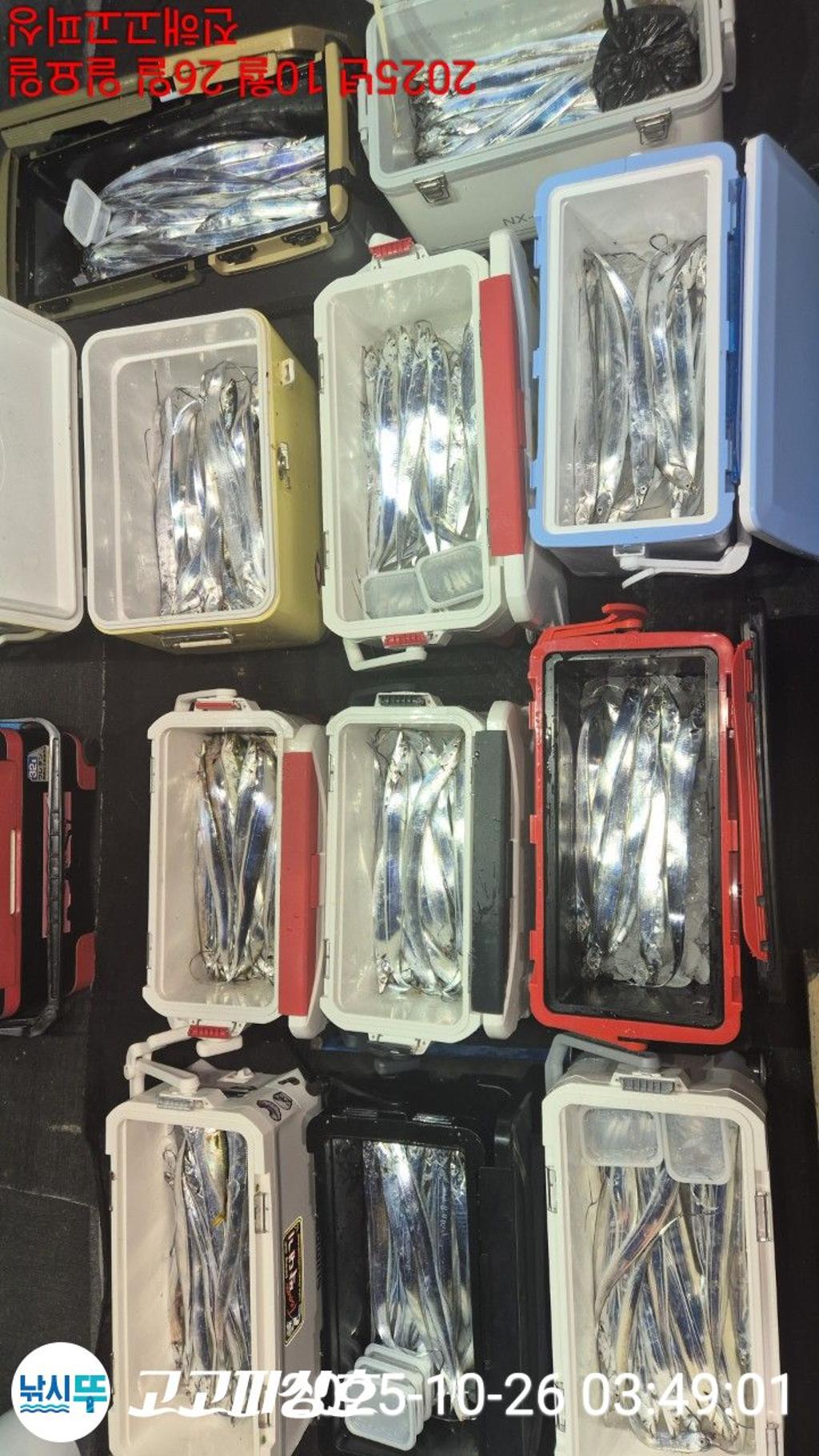 낚시뚜,,속천항(진해),고고피싱호,낚시뚜14