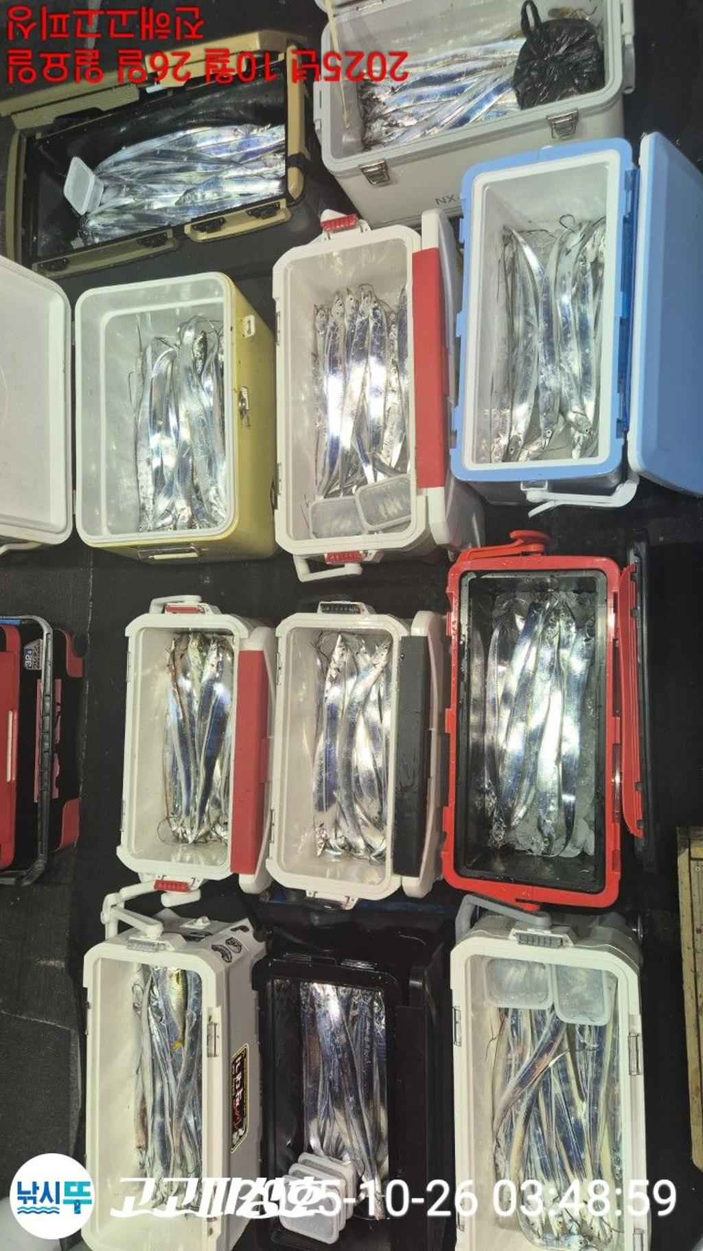 낚시뚜,,속천항(진해),고고피싱호,낚시뚜10