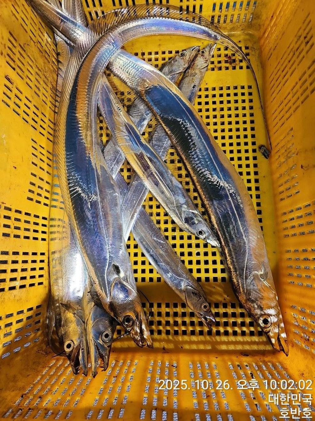 낚시뚜,갈치,통영 신전항,통영호반호,낚시뚜50